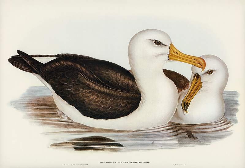 Black-eyebrowed Albatros (Diomedea melanophrys) illustrated by Elizabeth Gould (1804–1841) for John Gould’s (1804…