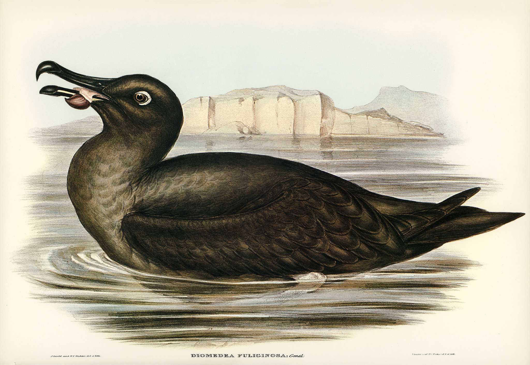 Sooty Albatros (Diomedea fuliginosa) illustrated by Elizabeth Gould (1804–1841) for John Gould’s (1804-1881)... Sooty Albatros (Diomedea fuliginosa) illustrated by Elizabeth Gould (1804–1841) for John Gould’s (1804-1881)...