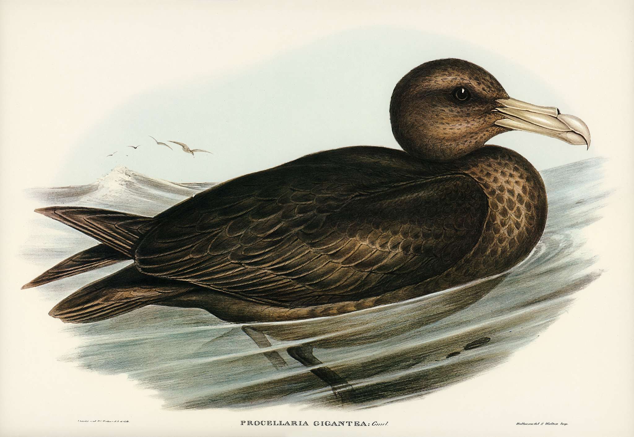 Giant Petrel (Procellaria gigantea) illustrated by Elizabeth Gould (1804–1841) for John Gould’s (1804-1881)... Giant Petrel (Procellaria gigantea) illustrated by Elizabeth Gould (1804–1841) for John Gould’s (1804-1881)...