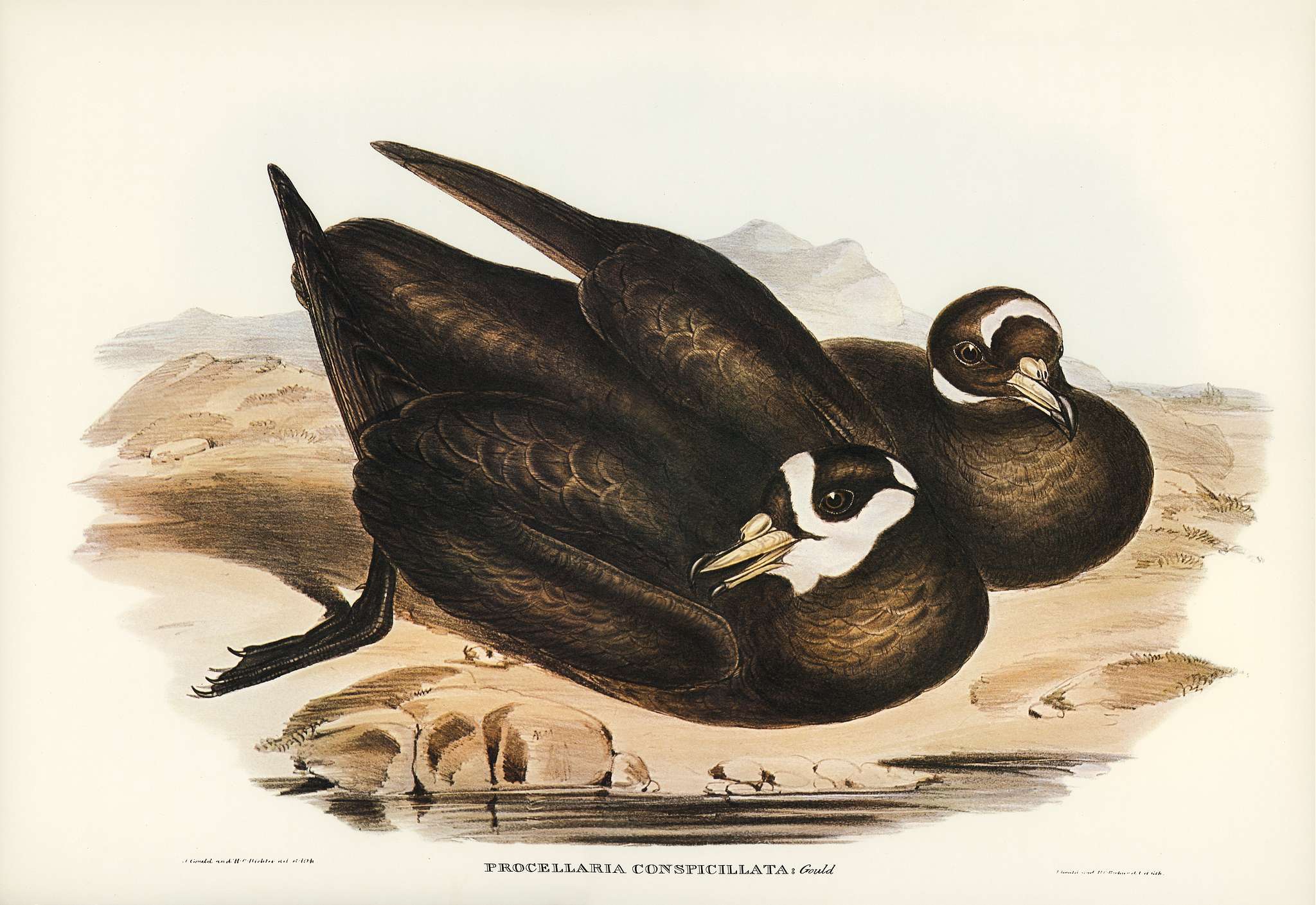Spectacled Petrel (Procellaria conspicillata) illustrated by Elizabeth Gould (1804–1841) for John Gould’s (1804-... Spectacled Petrel (Procellaria conspicillata) illustrated by Elizabeth Gould (1804–1841) for John Gould’s (1804-...