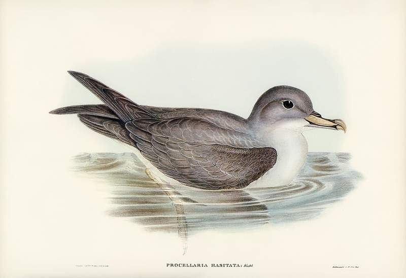 Great Grey Petrel (Procellaria hasitata) illustrated by Elizabeth Gould (1804–1841) for John Gould’s (1804-1881)…