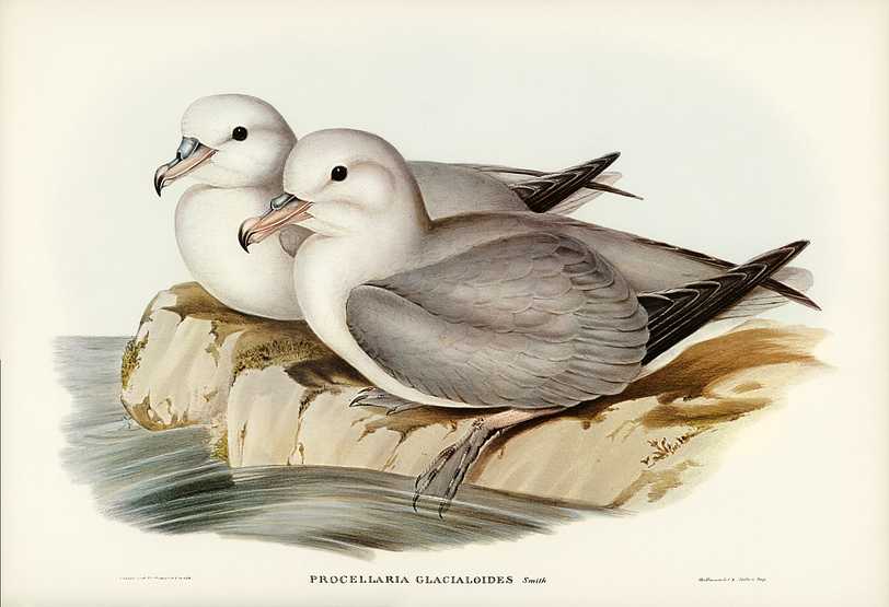 Silvery Grey Petrel (Procellaria Glacialoides) illustrated by Elizabeth Gould (1804–1841) for John Gould’s (1804-1881) Birds of Australia (1972 Edition, 8 volumes). Digitally enhanced from our own facsimile book (1972 Edition, 8 volumes). Silvery Grey Petrel (Procellaria Glacialoides) illustrated by Elizabeth Gould (1804–1841) for John Gould’s (1804…
