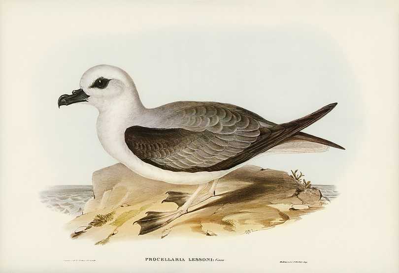White-headed Petrel (Procellaria Lessonii) illustrated by Elizabeth Gould (1804–1841) for John Gould’s (1804-1881) Birds of Australia (1972 Edition, 8 volumes). Digitally enhanced from our own facsimile book (1972 Edition, 8 volumes). White-headed Petrel (Procellaria Lessonii) illustrated by Elizabeth Gould (1804–1841) for John Gould’s (1804…