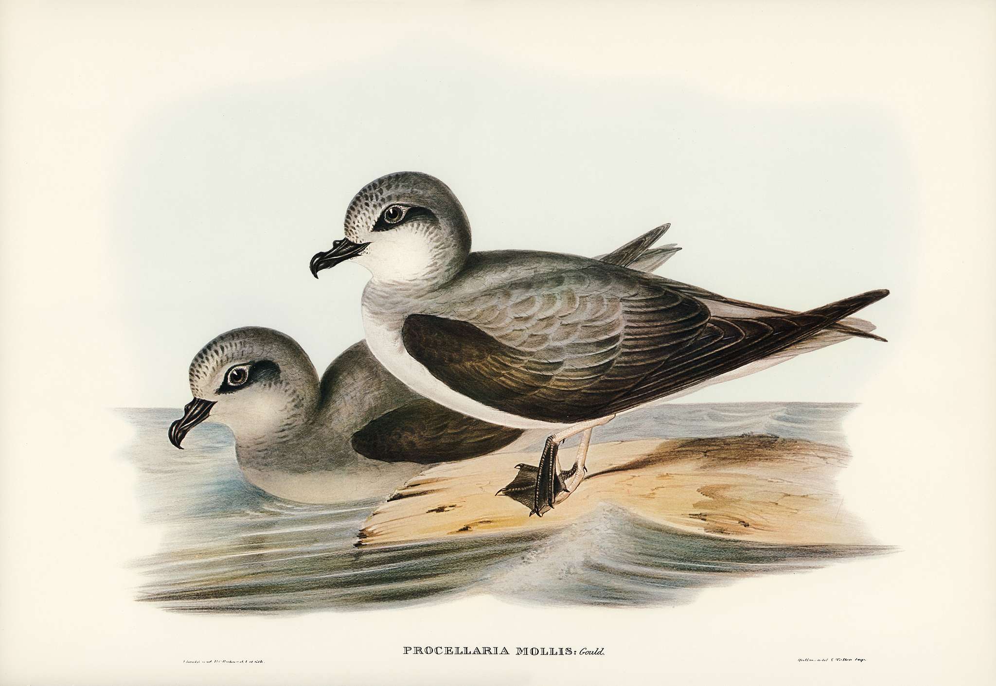 Soft-plumaged Petrel (Procellaria mollis) illustrated by Elizabeth Gould (1804–1841) for John Gould’s (1804-1881... Soft-plumaged Petrel (Procellaria mollis) illustrated by Elizabeth Gould (1804–1841) for John Gould’s (1804-1881...