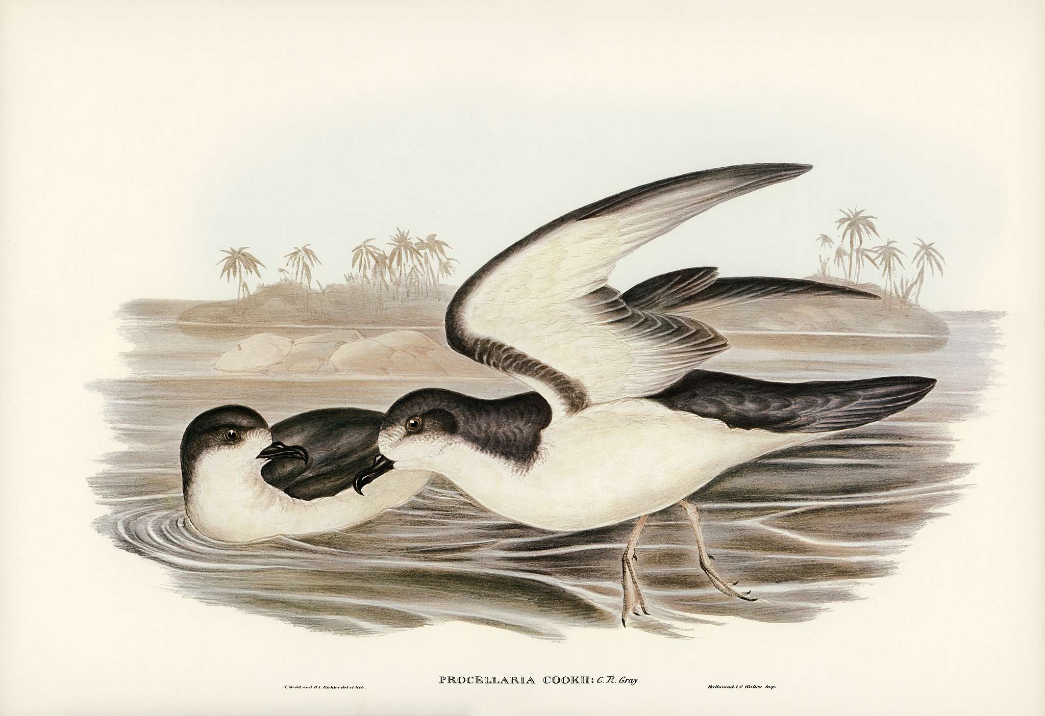 Cook's Petrel (Procellaria Cookii) illustrated by Elizabeth Gould (1804–1841) for John Gould’s (1804-1881)... Cook's Petrel (Procellaria Cookii) illustrated by Elizabeth Gould (1804–1841) for John Gould’s (1804-1881)...