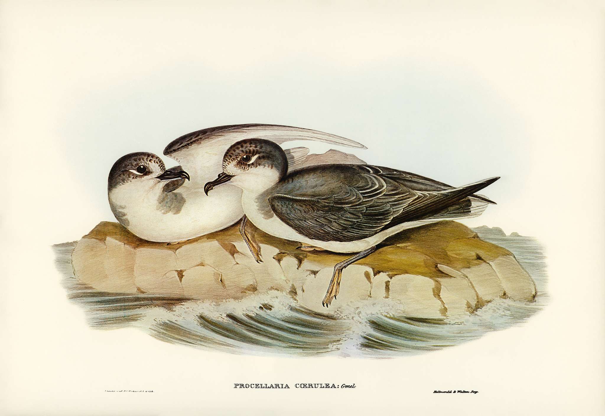 Blue Petrel (Procellaria coerulea) illustrated by Elizabeth Gould (1804–1841) for John Gould’s (1804-1881) Birds... Blue Petrel (Procellaria coerulea) illustrated by Elizabeth Gould (1804–1841) for John Gould’s (1804-1881) Birds...