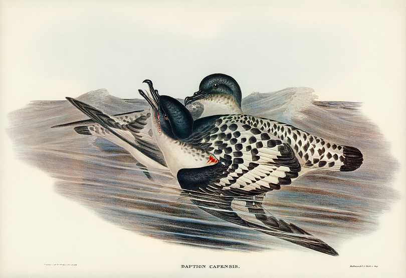 Cape Petrel (Daption Capensis) illustrated by Elizabeth Gould (1804–1841) for John Gould’s (1804-1881) Birds of Australia (1972 Edition, 8 volumes). Digitally enhanced from our own facsimile book (1972 Edition, 8 volumes). Cape Petrel (Daption Capensis) illustrated by Elizabeth Gould (1804–1841) for John Gould’s (1804-1881) Birds of…