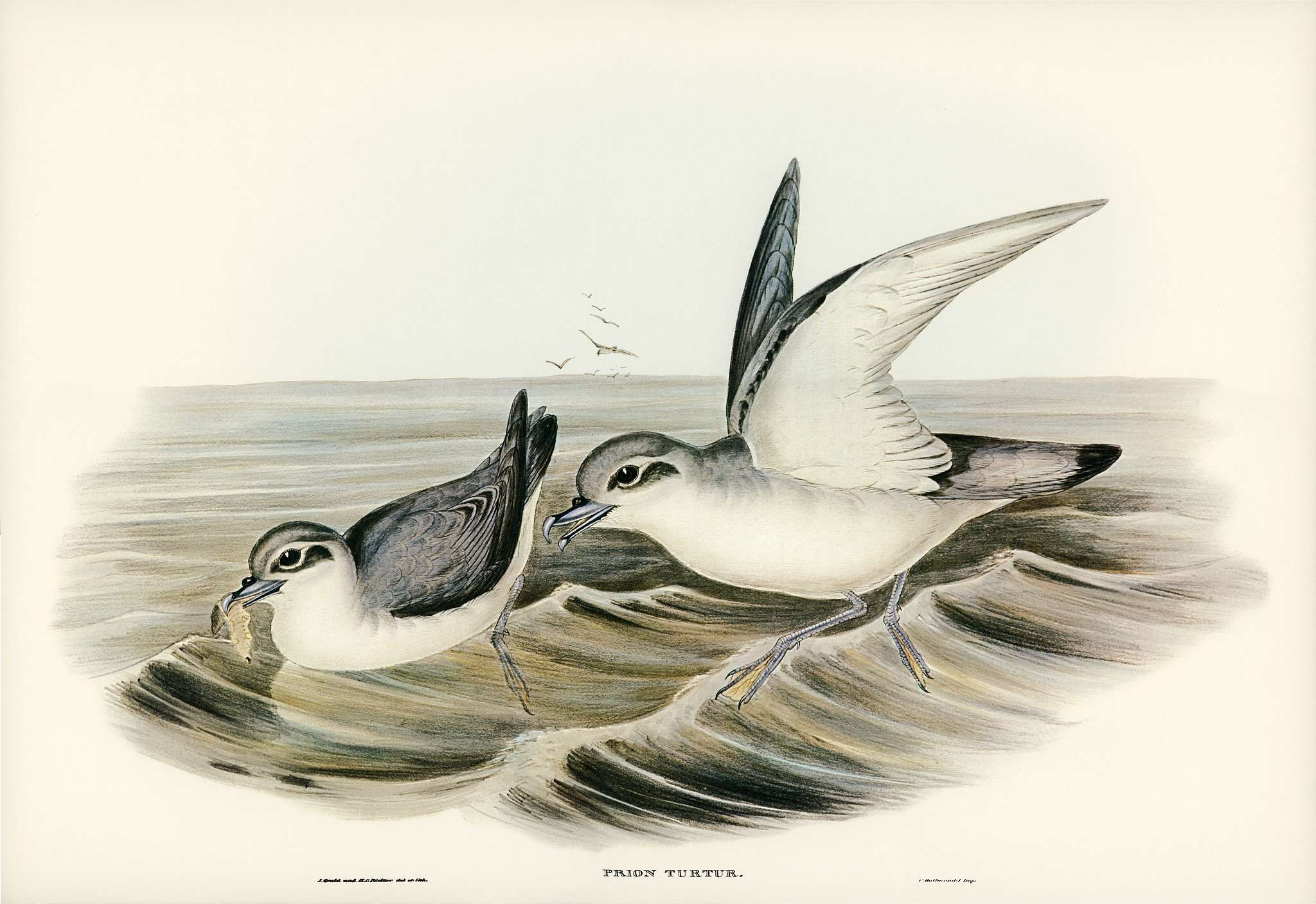 Dove-like Prion (Prion Turtur) illustrated by Elizabeth Gould (1804–1841) for John Gould’s (1804-1881) Birds of... Dove-like Prion (Prion Turtur) illustrated by Elizabeth Gould (1804–1841) for John Gould’s (1804-1881) Birds of...