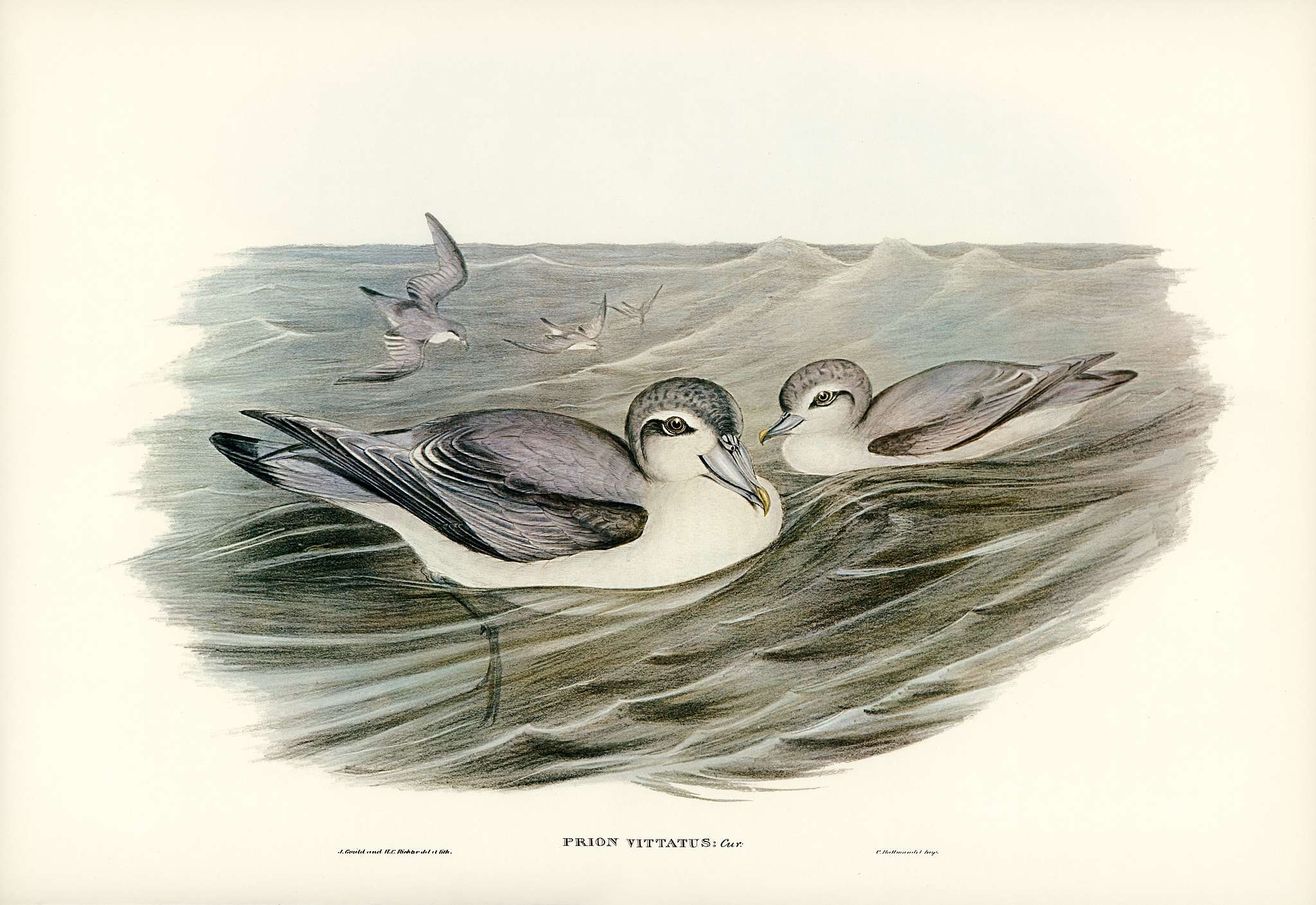 Broad-billed Prion (Prion vittatus) illustrated by Elizabeth Gould (1804–1841) for John Gould’s (1804-1881)... Broad-billed Prion (Prion vittatus) illustrated by Elizabeth Gould (1804–1841) for John Gould’s (1804-1881)...