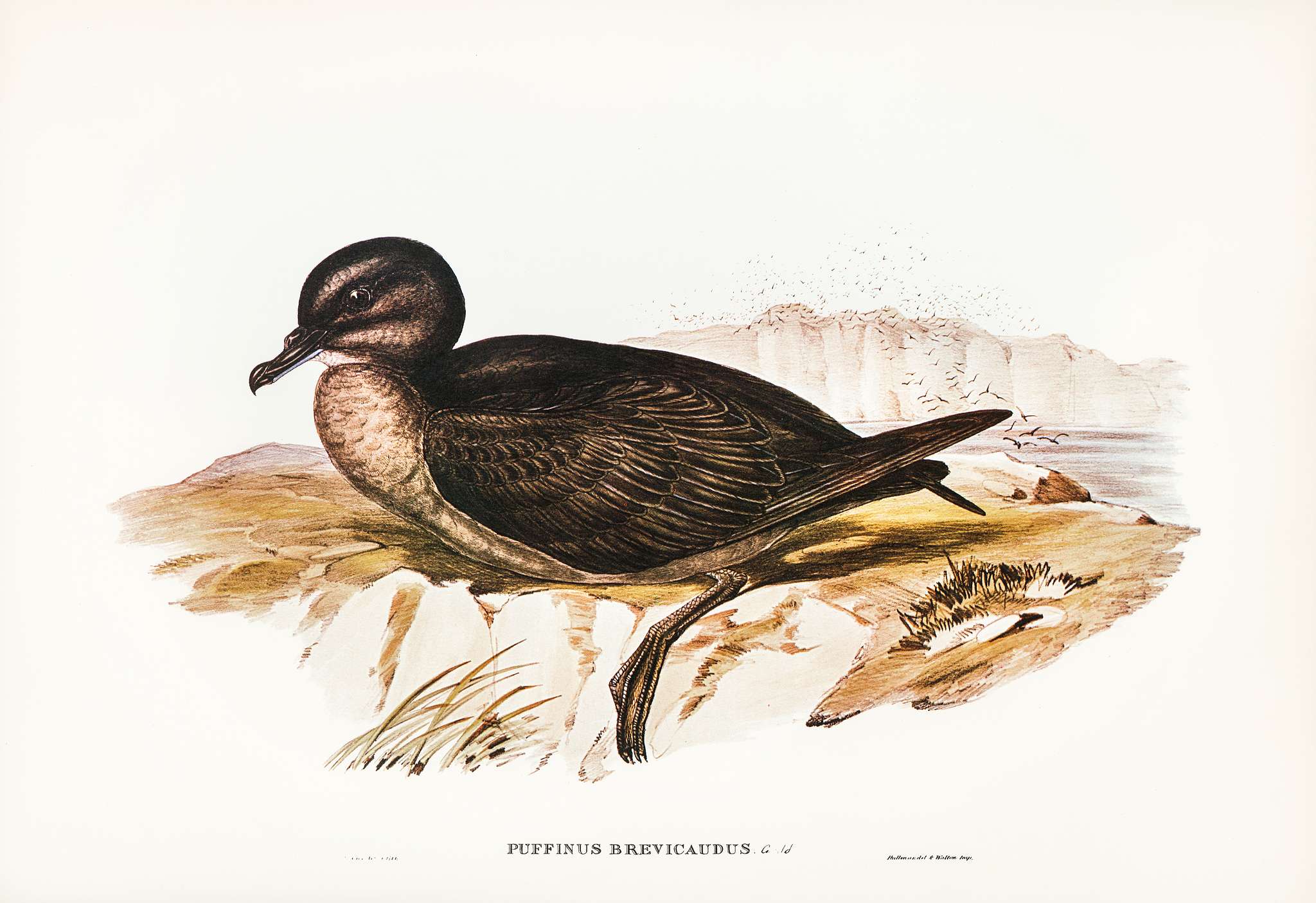 Short-tailed Petrel (Puffinus brevicaudus) illustrated by Elizabeth Gould (1804–1841) for John Gould’s (1804-... Short-tailed Petrel (Puffinus brevicaudus) illustrated by Elizabeth Gould (1804–1841) for John Gould’s (1804-...