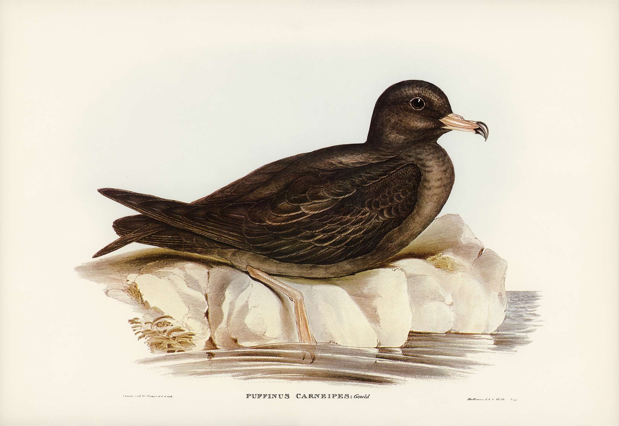 Fleshy-footed Petrel (Puffinus carneipes) illustrated by Elizabeth Gould (1804–1841) for John Gould’s (1804-1881... Fleshy-footed Petrel (Puffinus carneipes) illustrated by Elizabeth Gould (1804–1841) for John Gould’s (1804-1881...