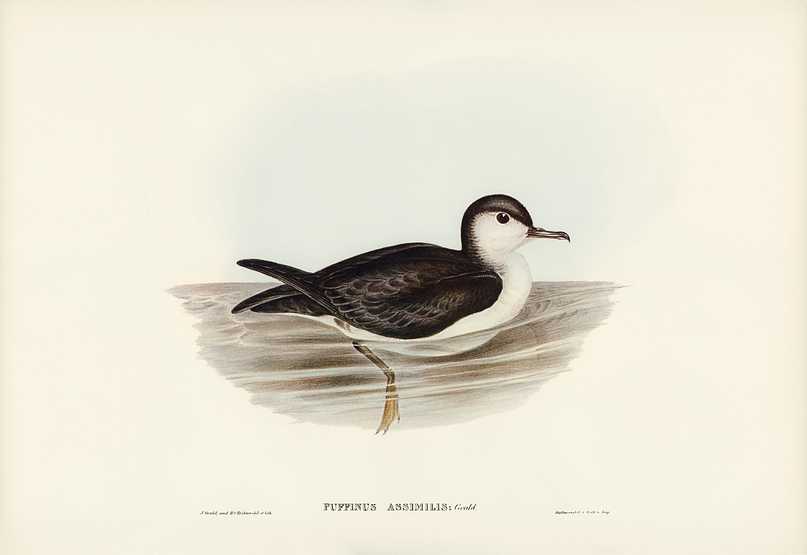 Allied Petrel (Puffinus assimilis) illustrated by Elizabeth Gould (1804–1841) for John Gould’s (1804-1881) Birds of Australia (1972 Edition, 8 volumes). Digitally enhanced from our own facsimile book (1972 Edition, 8 volumes). Allied Petrel (Puffinus assimilis) illustrated by Elizabeth Gould (1804–1841) for John Gould’s (1804-1881) Birds…
