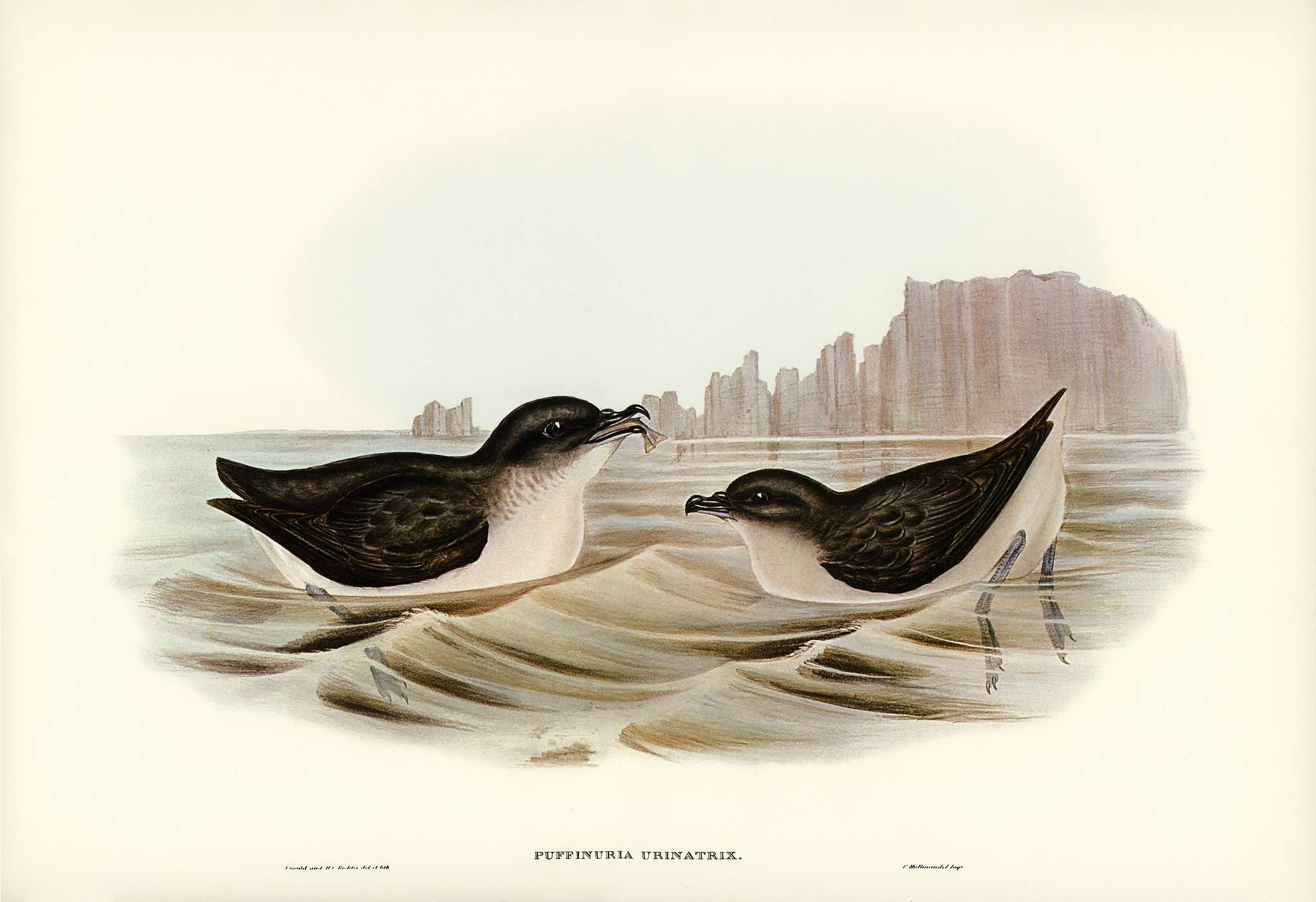 Diving Petrel (Puffinuria Urinatrix) illustrated by Elizabeth Gould (1804–1841) for John Gould’s (1804-1881)... Diving Petrel (Puffinuria Urinatrix) illustrated by Elizabeth Gould (1804–1841) for John Gould’s (1804-1881)...