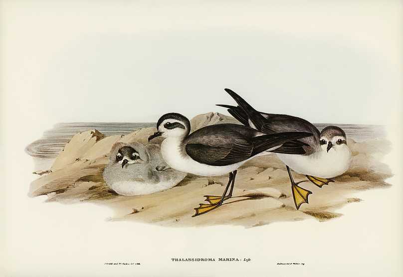 White-faced Storm Petrel (Thalassidroma marina) illustrated by Elizabeth Gould (1804–1841) for John Gould’s (1804-1881) Birds of Australia (1972 Edition, 8 volumes). Digitally enhanced from our own facsimile book (1972 Edition, 8 volumes). White-faced Storm Petrel (Thalassidroma marina) illustrated by Elizabeth Gould (1804–1841) for John Gould’s (1804…
