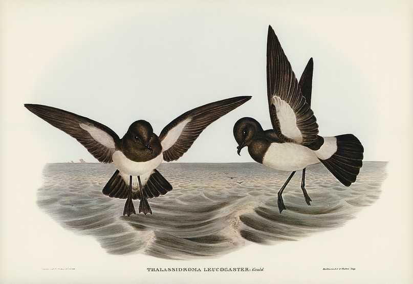 White-bellied Storm Petrel (Thalassidroma leucogaster) illustrated by Elizabeth Gould (1804–1841) for John Gould’s (1804-1881) Birds of Australia (1972 Edition, 8 volumes). Digitally enhanced from our own facsimile book (1972 Edition, 8 volumes). White-bellied Storm Petrel (Thalassidroma leucogaster) illustrated by Elizabeth Gould (1804–1841) for John…