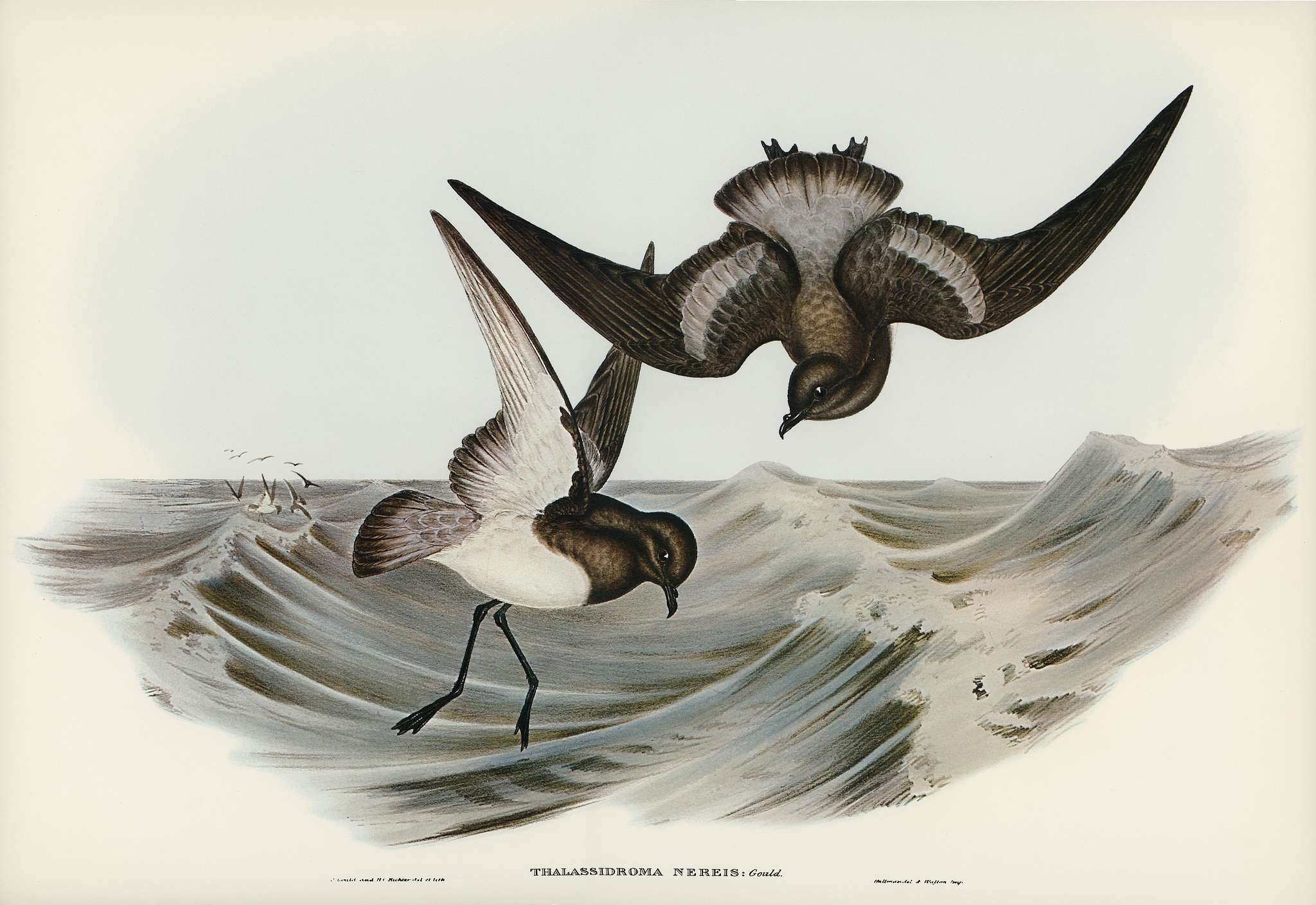 Grey-backed Storm Petrel (Thalassidroma Nereis) illustrated by Elizabeth Gould (1804–1841) for John Gould’s (... Grey-backed Storm Petrel (Thalassidroma Nereis) illustrated by Elizabeth Gould (1804–1841) for John Gould’s (...