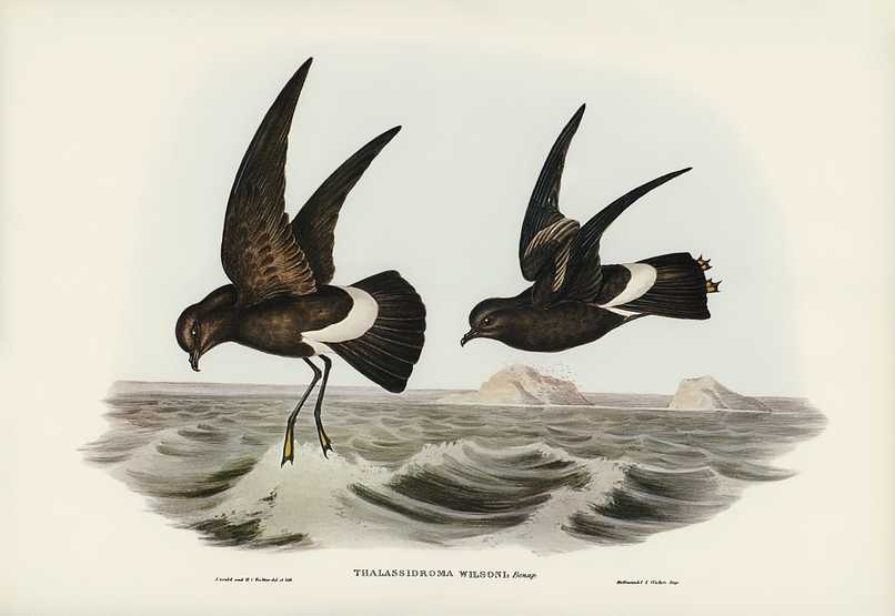 Wilson's Storm Petrel (Thalassidroma Wilsonii) illustrated by Elizabeth Gould (1804–1841) for John Gould’s (1804-1881) Birds of Australia (1972 Edition, 8 volumes). Digitally enhanced from our own facsimile book (1972 Edition, 8 volumes). Wilson's Storm Petrel (Thalassidroma Wilsonii) illustrated by Elizabeth Gould (1804–1841) for John Gould’s (1804…