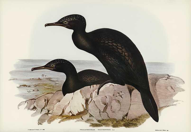 Groove-billed Cormorant (Phalacrocorax sulcirostris) illustrated by Elizabeth Gould (1804–1841) for John Gould’s (1804-1881) Birds of Australia (1972 Edition, 8 volumes). Digitally enhanced from our own facsimile book (1972 Edition, 8 volumes). Groove-billed Cormorant (Phalacrocorax sulcirostris) illustrated by Elizabeth Gould (1804–1841) for John Gould’s…