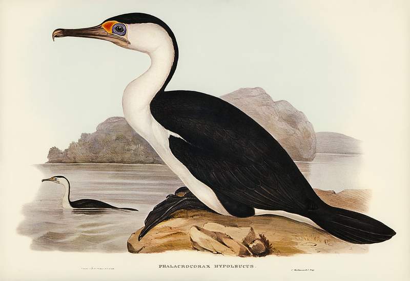 Pied Cormorant (Phalacrocorax hypoleucus) illustrated by Elizabeth Gould (1804–1841) for John Gould’s (1804-1881)…