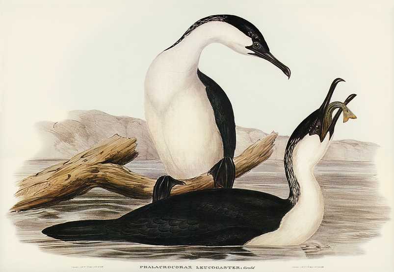 White-breasted Cormorant (Phalacrocorax leucogaster) illustrated by Elizabeth Gould (1804–1841) for John Gould’s (1804-1881) Birds of Australia (1972 Edition, 8 volumes). Digitally enhanced from our own facsimile book (1972 Edition, 8 volumes). White-breasted Cormorant (Phalacrocorax leucogaster) illustrated by Elizabeth Gould (1804–1841) for John Gould’s…
