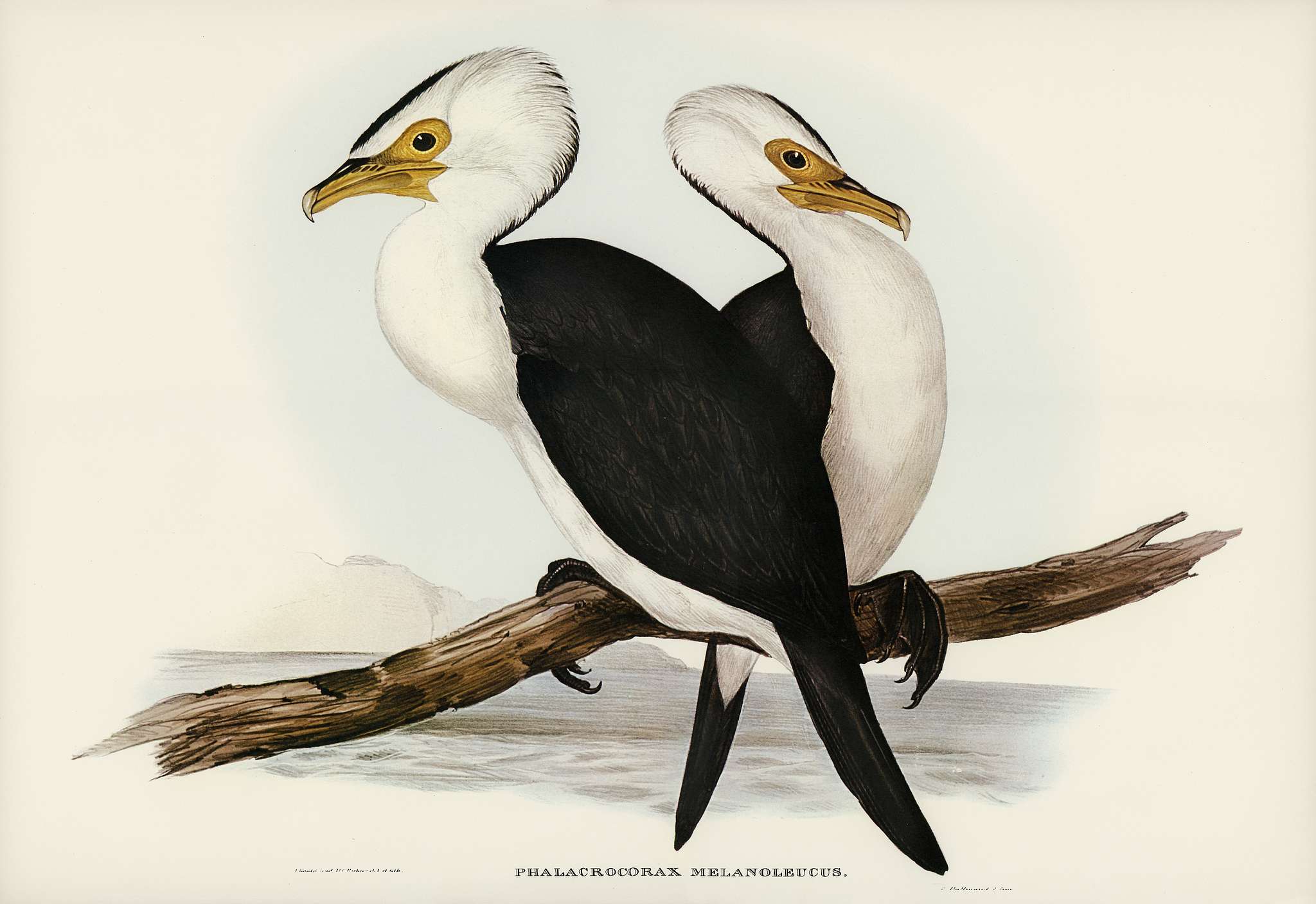 Little pied cormorant (Phalacrocorax melanoleucus) illustrated by Elizabeth Gould (1804–1841) for John Gould’s (... Little pied cormorant (Phalacrocorax melanoleucus) illustrated by Elizabeth Gould (1804–1841) for John Gould’s (...
