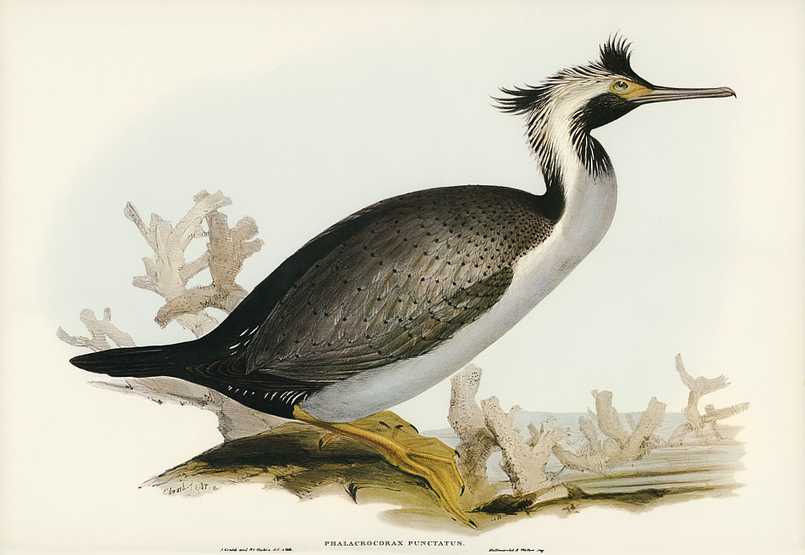 Spotted Cormorant (Phalacrocorax punctatus) illustrated by Elizabeth Gould (1804–1841) for John Gould’s (1804-1881) Birds of Australia (1972 Edition, 8 volumes). Digitally enhanced from our own facsimile book (1972 Edition, 8 volumes). Spotted Cormorant (Phalacrocorax punctatus) illustrated by Elizabeth Gould (1804–1841) for John Gould’s (1804…