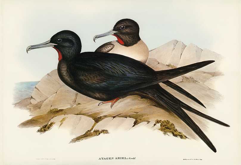 Small Frigate Bird (Attagen Ariel) illustrated by Elizabeth Gould (1804–1841) for John Gould’s (1804-1881) Birds of Australia (1972 Edition, 8 volumes). Digitally enhanced from our own facsimile book (1972 Edition, 8 volumes). Small Frigate Bird (Attagen Ariel) illustrated by Elizabeth Gould (1804–1841) for John Gould’s (1804-1881) Birds…