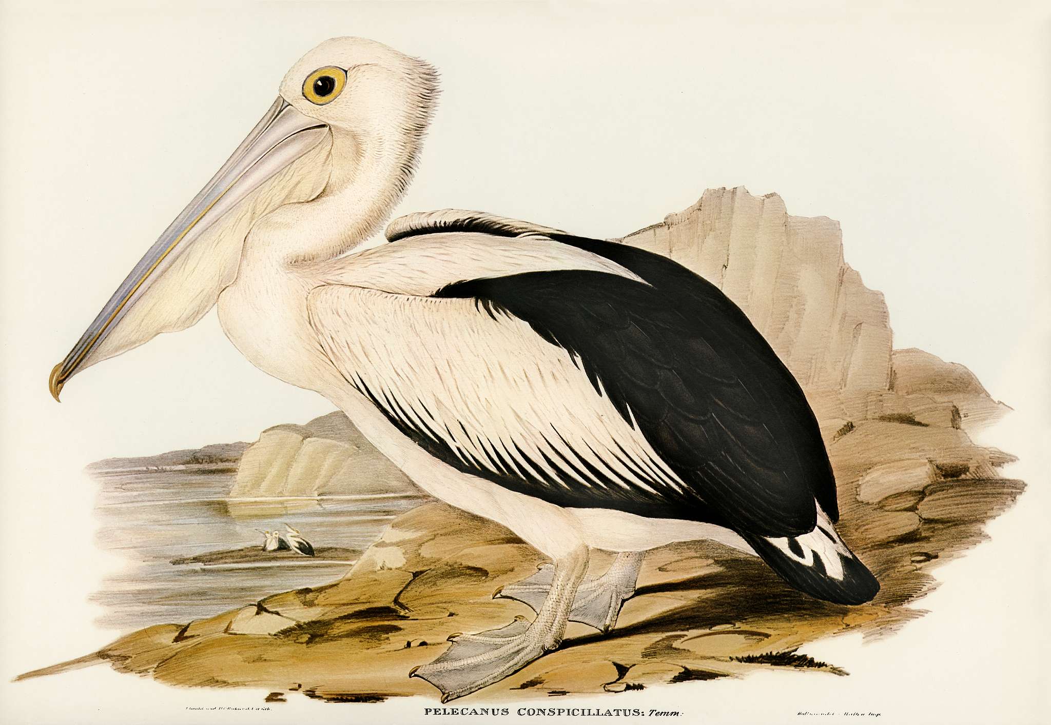 Australian Pelican (Pelecanus conspicillatus) illustrated by Elizabeth Gould (1804–1841) for John Gould’s (1804-... Australian Pelican (Pelecanus conspicillatus) illustrated by Elizabeth Gould (1804–1841) for John Gould’s (1804-...