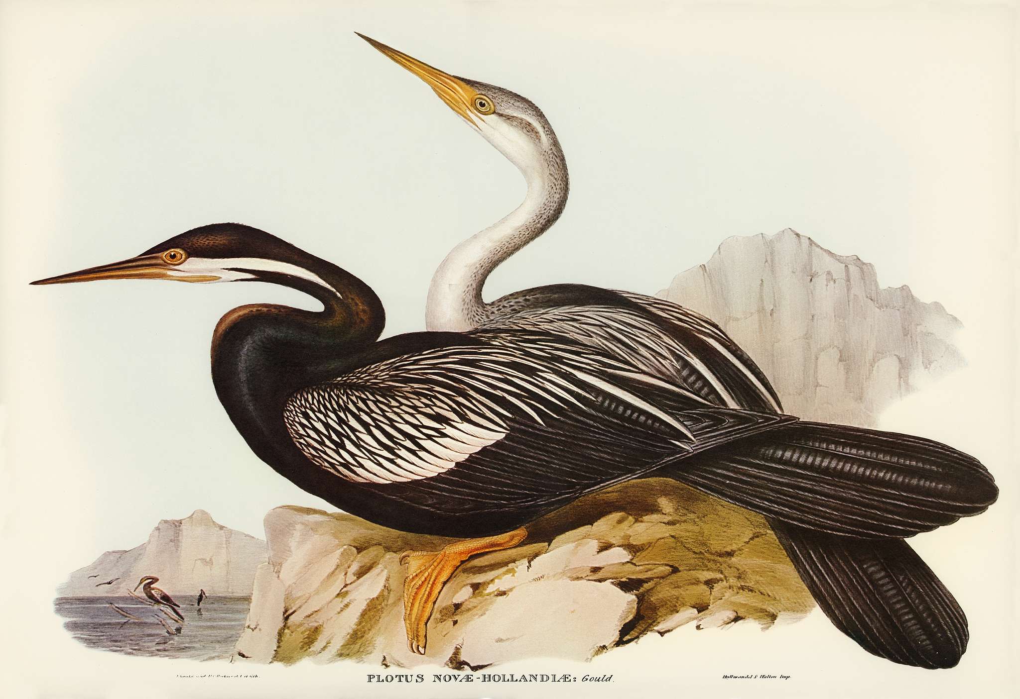 New Holland Darter (Plotus Novae-Hollandiae) illustrated by Elizabeth Gould (1804–1841) for John Gould’s (1804-... New Holland Darter (Plotus Novae-Hollandiae) illustrated by Elizabeth Gould (1804–1841) for John Gould’s (1804-...