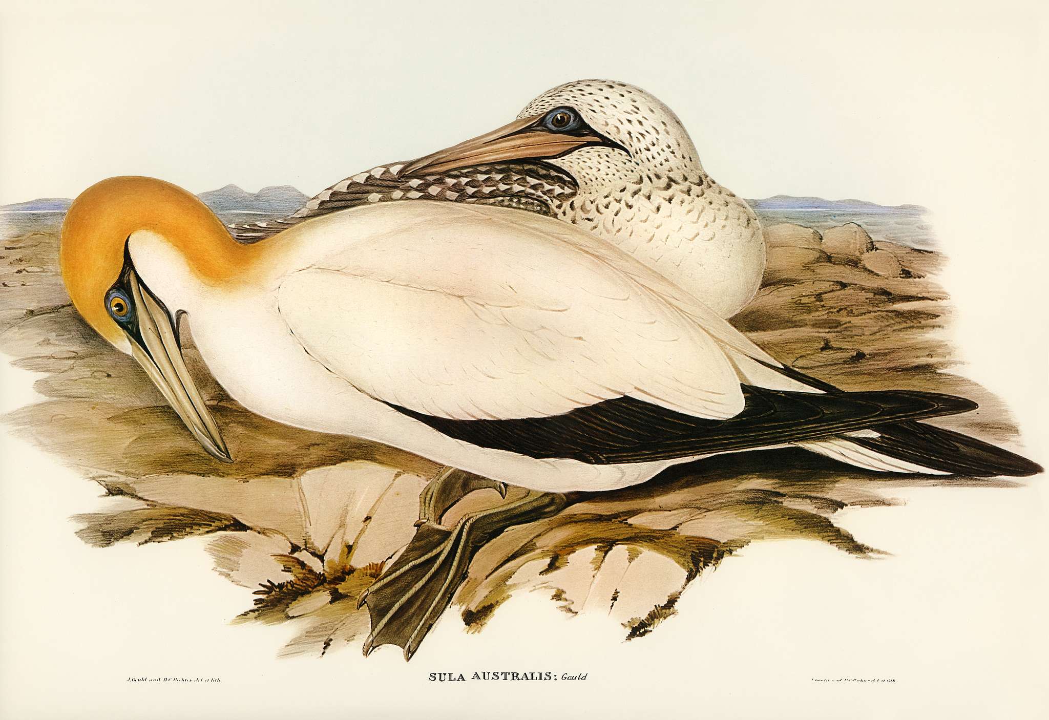 Australian Gannet (Sula Australis) illustrated by Elizabeth Gould (1804–1841) for John Gould’s (1804-1881) Birds... Australian Gannet (Sula Australis) illustrated by Elizabeth Gould (1804–1841) for John Gould’s (1804-1881) Birds...