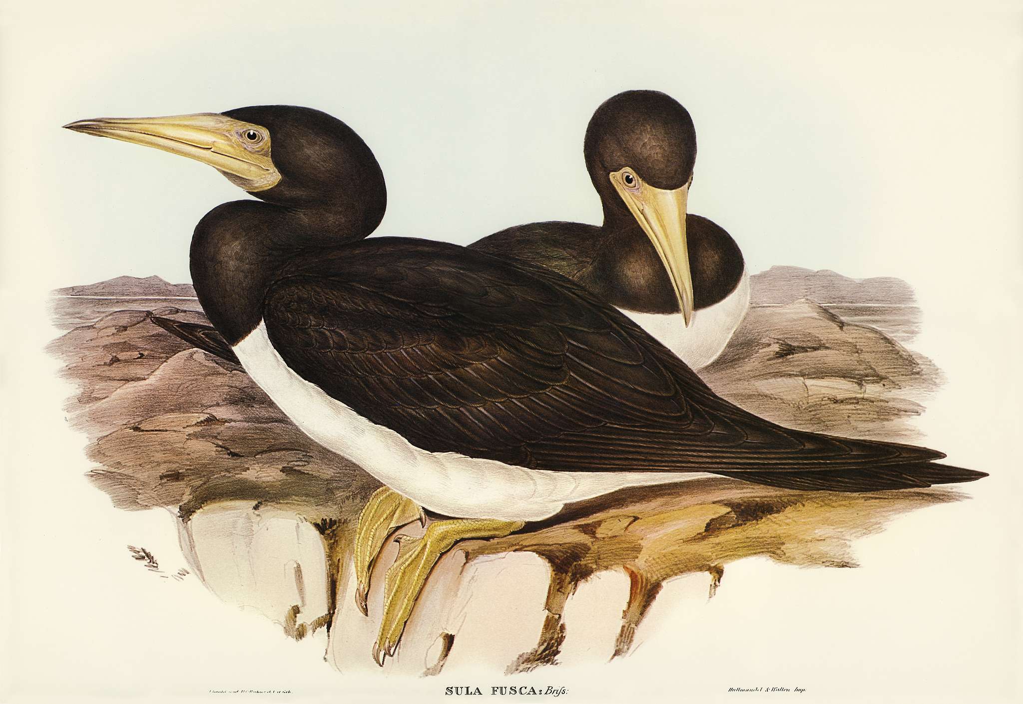 Brown Gannet (Sula fusca) illustrated by Elizabeth Gould (1804–1841) for John Gould’s (1804-1881) Birds of... Brown Gannet (Sula fusca) illustrated by Elizabeth Gould (1804–1841) for John Gould’s (1804-1881) Birds of...