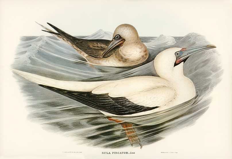 Red-legged Gannet (Sula piscator) illustrated by Elizabeth Gould (1804–1841) for John Gould’s (1804-1881) Birds of Australia (1972 Edition, 8 volumes). Digitally enhanced from our own facsimile book (1972 Edition, 8 volumes). Red-legged Gannet (Sula piscator) illustrated by Elizabeth Gould (1804–1841) for John Gould’s (1804-1881) Birds…