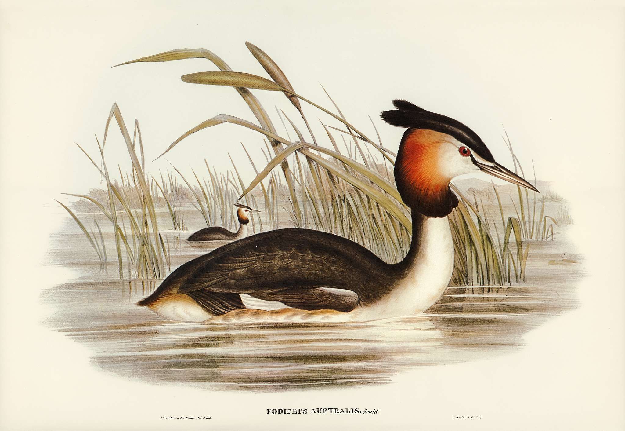 Australian Tippet Grabe (Podiceps Australis) illustrated by Elizabeth Gould (1804–1841) for John Gould’s (1804-... Australian Tippet Grabe (Podiceps Australis) illustrated by Elizabeth Gould (1804–1841) for John Gould’s (1804-...