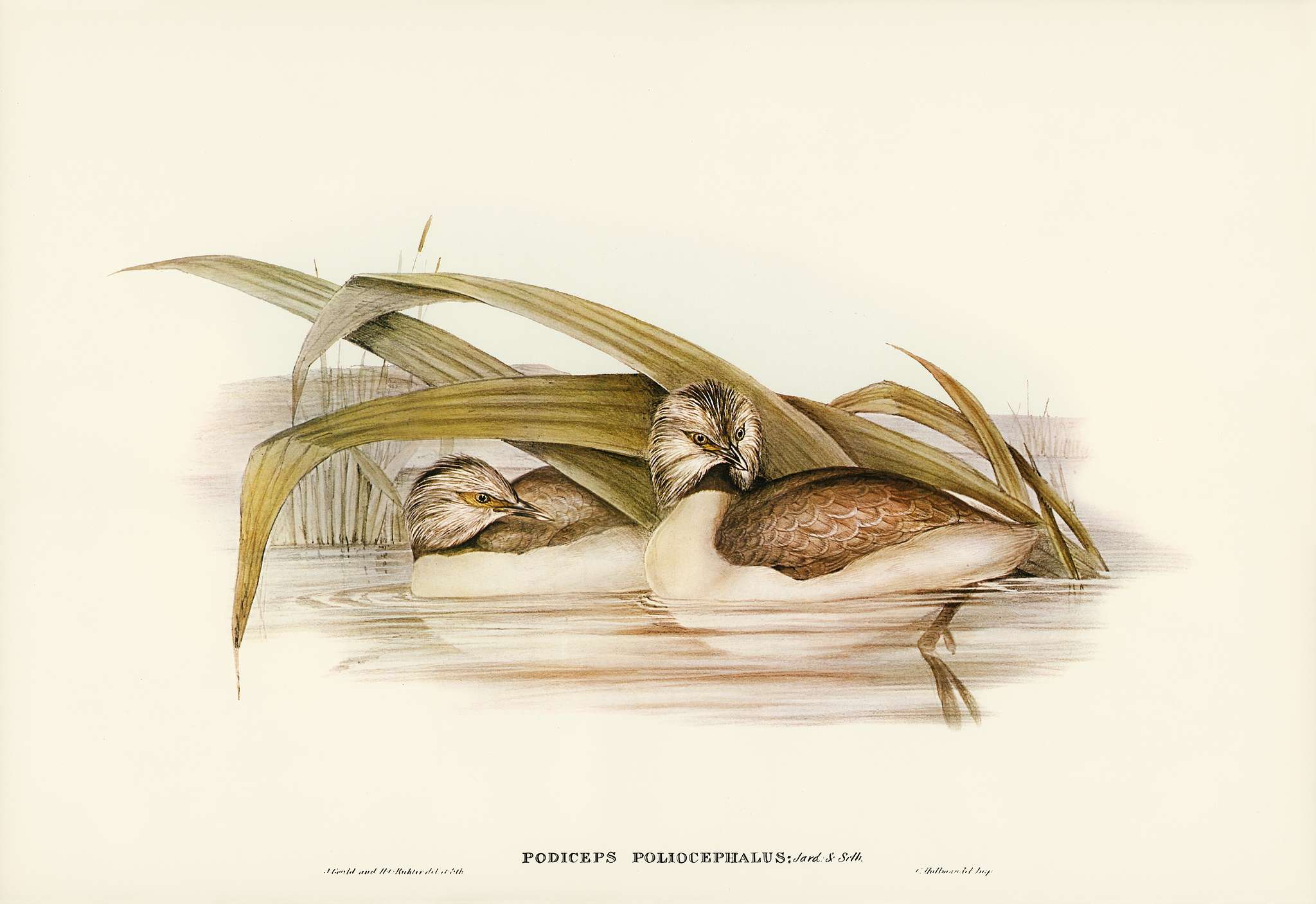 Hoary-headed Grebe (Podiceps poliocephalus) illustrated by Elizabeth Gould (1804–1841) for John Gould’s (1804-... Hoary-headed Grebe (Podiceps poliocephalus) illustrated by Elizabeth Gould (1804–1841) for John Gould’s (1804-...