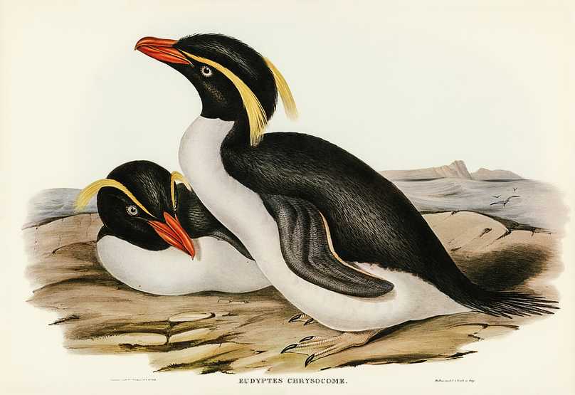 Crested Penguin (Eudyptes chrysocome) illustrated by Elizabeth Gould (1804–1841) for John Gould’s (1804-1881) Birds of Australia (1972 Edition, 8 volumes). Digitally enhanced from our own facsimile book (1972 Edition, 8 volumes). Crested Penguin (Eudyptes chrysocome) illustrated by Elizabeth Gould (1804–1841) for John Gould’s (1804-1881)…