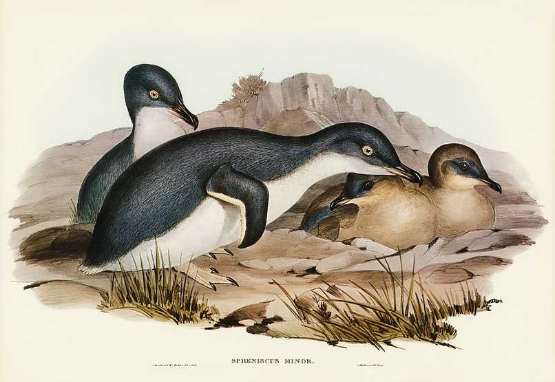 Little Penguin (Spheniscus minor) illustrated by Elizabeth Gould (1804–1841) for John Gould’s (1804-1881) Birds of Australia (1972 Edition, 8 volumes). Digitally enhanced from our own facsimile book (1972 Edition, 8 volumes). Little Penguin (Spheniscus minor) illustrated by Elizabeth Gould (1804–1841) for John Gould’s (1804-1881) Birds…