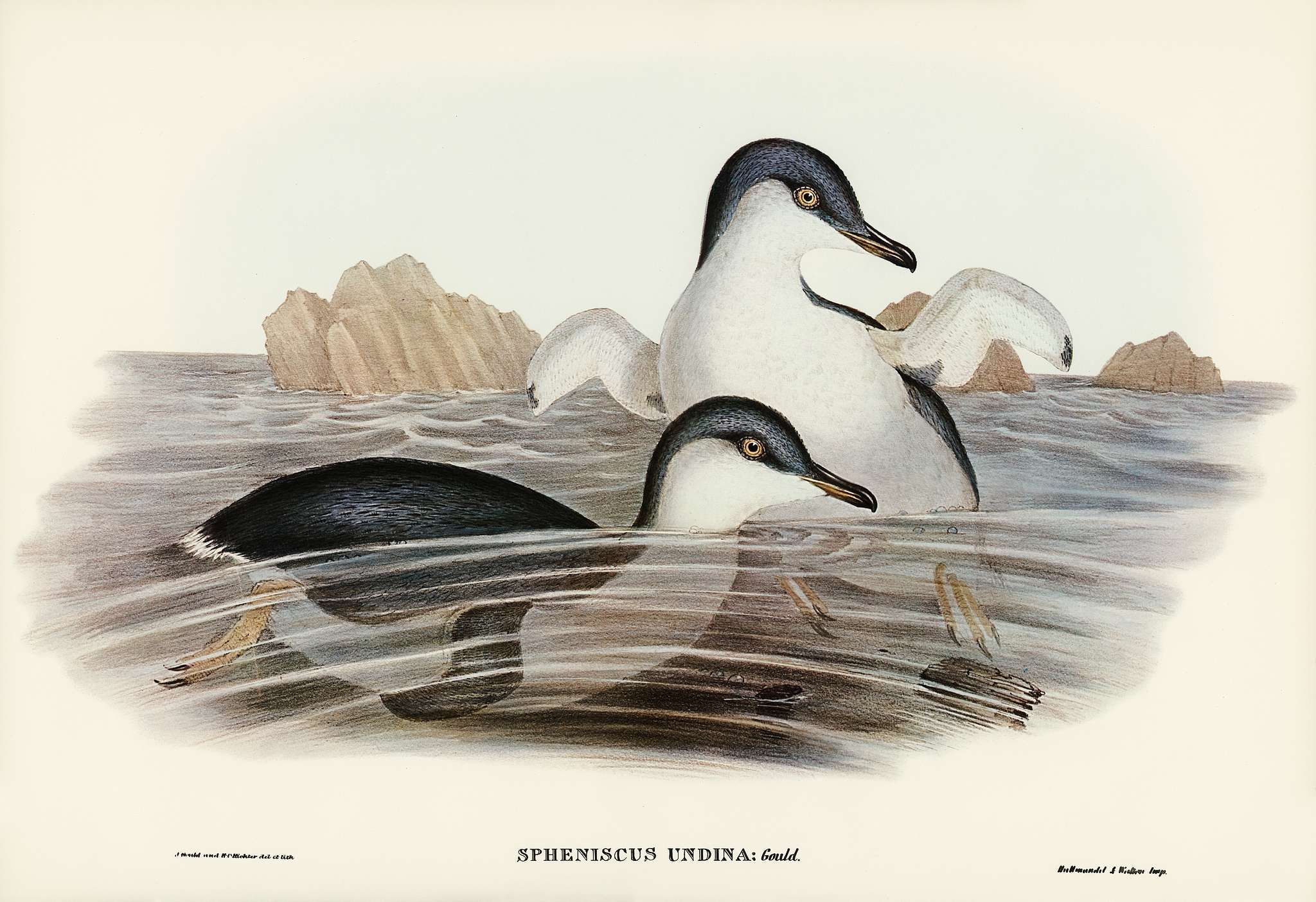 Fairy Penguin (Spheniscus undina) illustrated by Elizabeth Gould (1804–1841) for John Gould’s (1804-1881) Birds... Fairy Penguin (Spheniscus undina) illustrated by Elizabeth Gould (1804–1841) for John Gould’s (1804-1881) Birds...