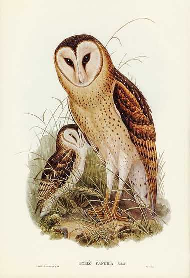 Grass-Owl (Strix candida) illustrated by Elizabeth Gould (1804–1841) for John Gould’s (1804-1881) Birds of Australia (1972 Edition, 8 volumes). Digitally enhanced from our own facsimile book (1972 Edition, 8 volumes). Grass-Owl (Strix candida) illustrated by Elizabeth Gould (1804–1841) for John Gould’s (1804-1881) Birds of…