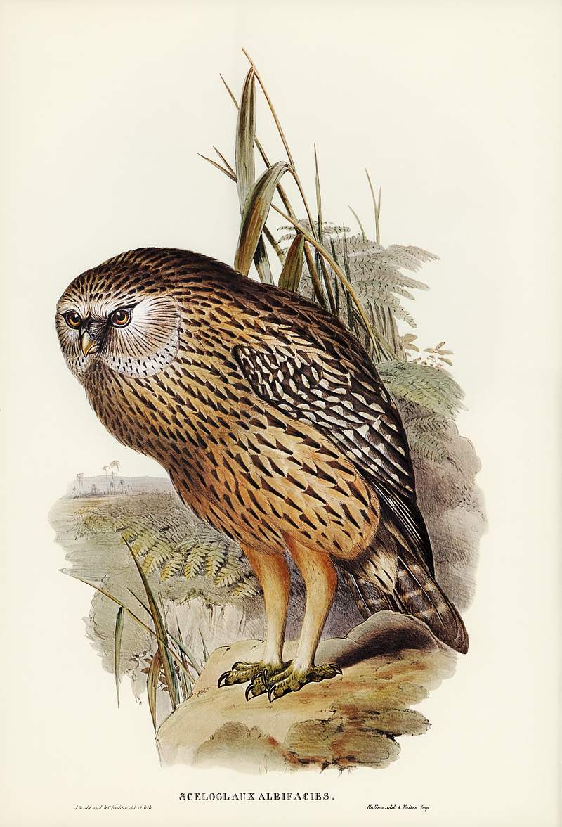 Wekau (Sceloglaux albifacies) illustrated by Elizabeth Gould (1804–1841) for John Gould’s (1804-1881) Birds of…