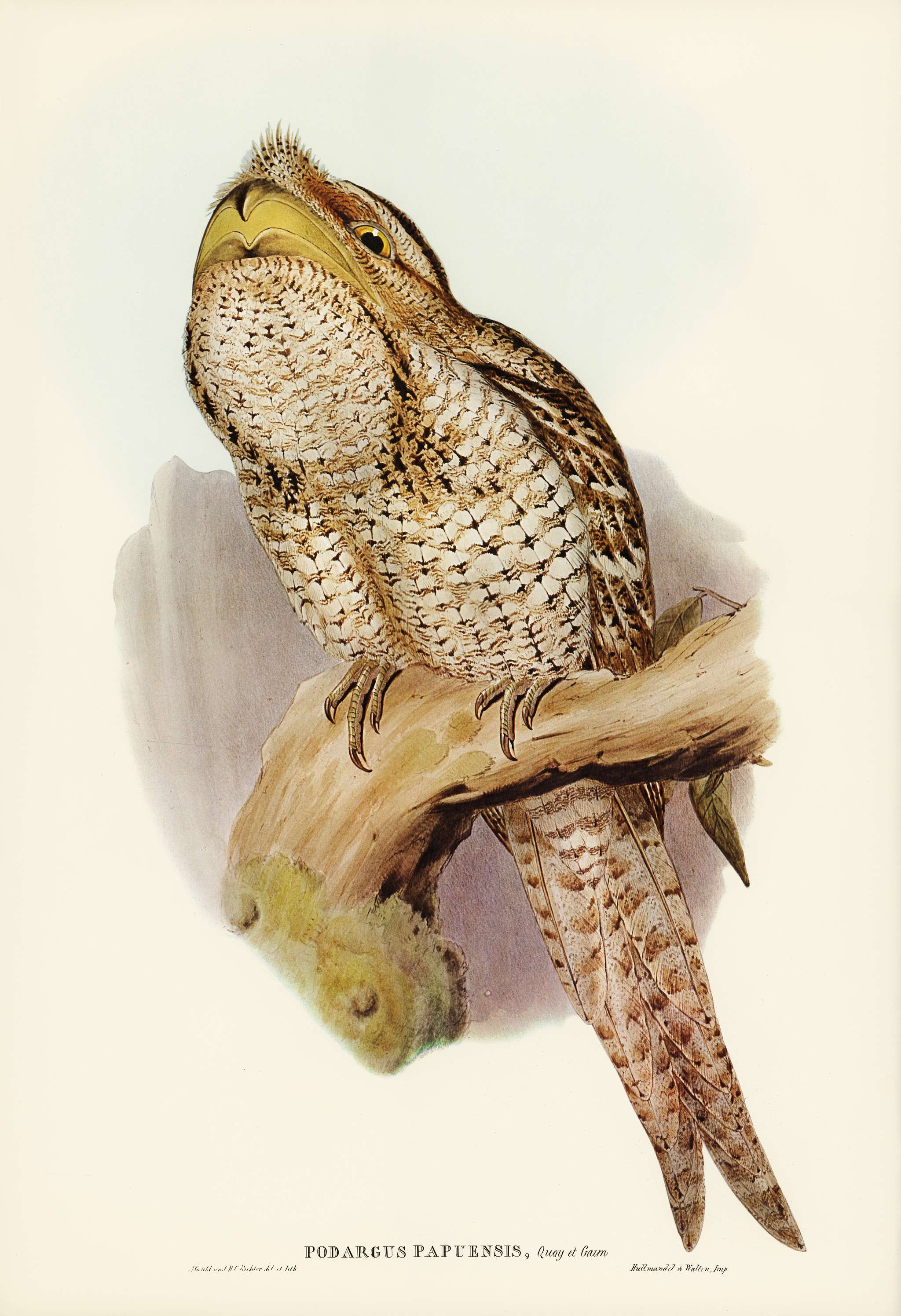 Papuan Podargus (Podargus Papuensis) illustrated by Elizabeth Gould (1804–1841) for John Gould’s (1804-1881)... Papuan Podargus (Podargus Papuensis) illustrated by Elizabeth Gould (1804–1841) for John Gould’s (1804-1881)...