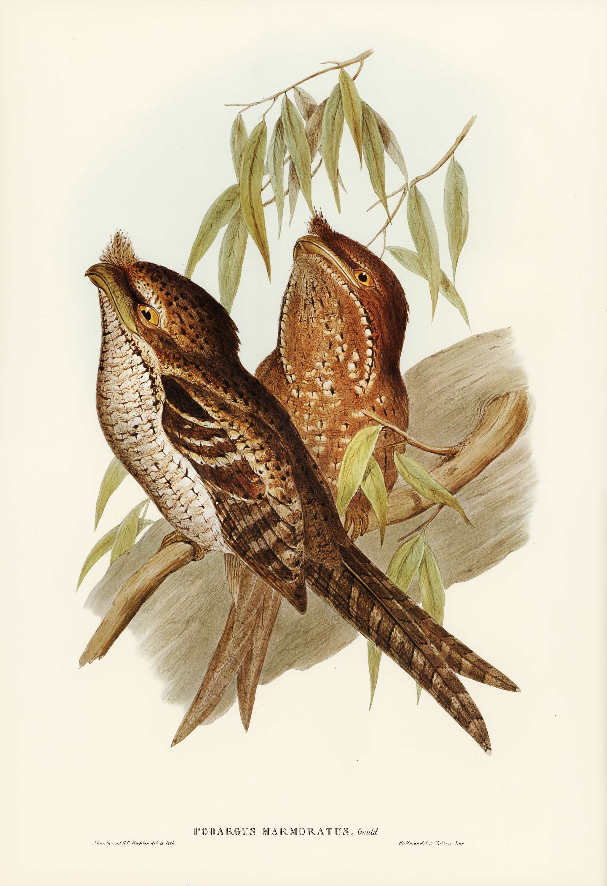 Marbled Podargus (Podargus marmoratus) illustrated by Elizabeth Gould (1804–1841) for John Gould’s (1804-1881)... Marbled Podargus (Podargus marmoratus) illustrated by Elizabeth Gould (1804–1841) for John Gould’s (1804-1881)...