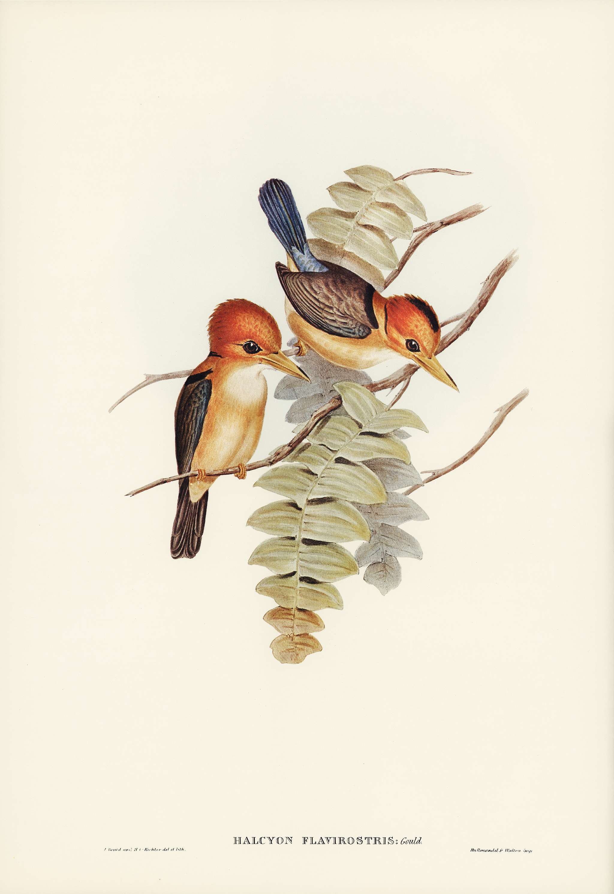 Yellow-billed Kingfisher (Halcyon flavirostris) illustrated by Elizabeth Gould (1804–1841) for John Gould’s (... Yellow-billed Kingfisher (Halcyon flavirostris) illustrated by Elizabeth Gould (1804–1841) for John Gould’s (...