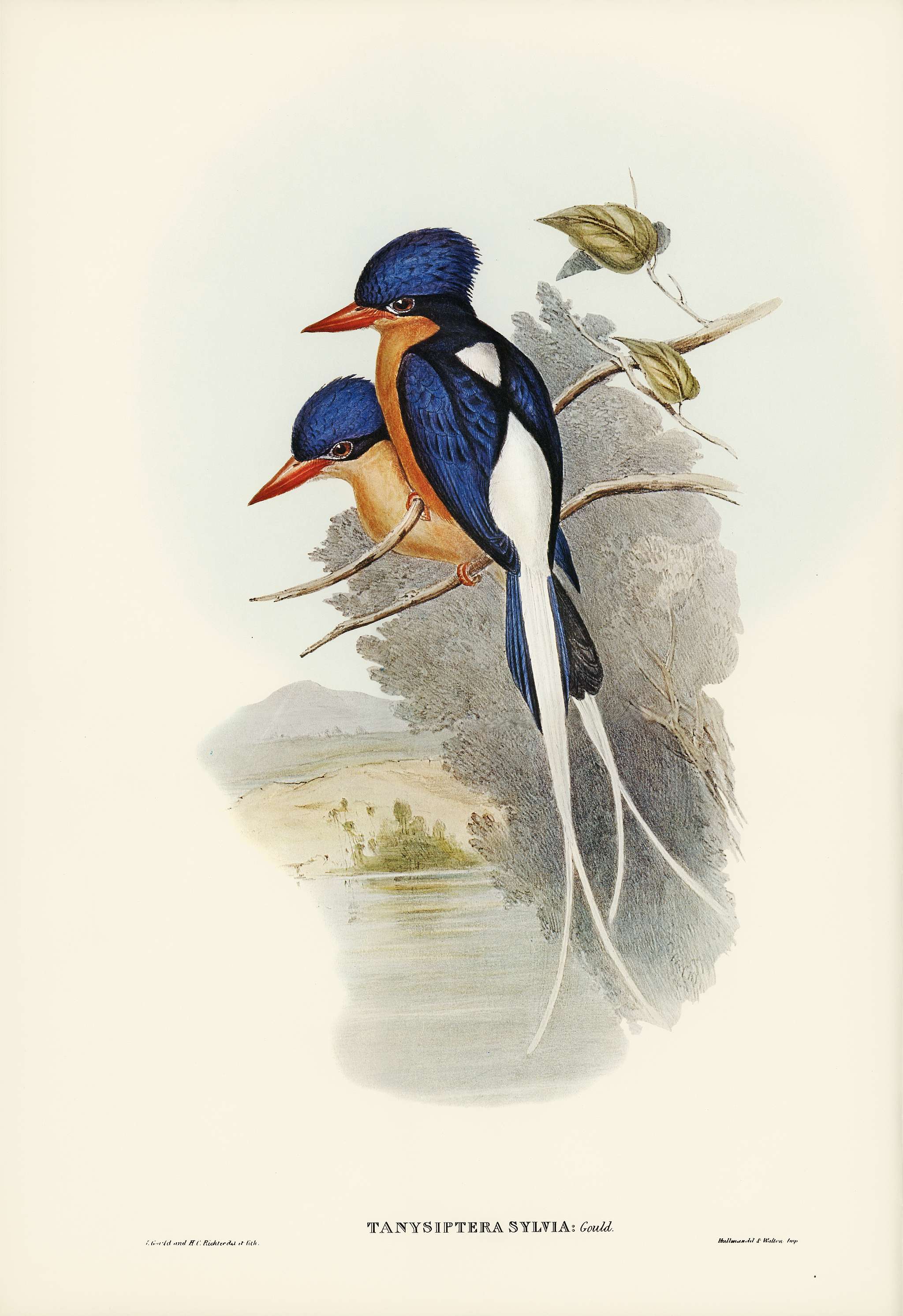White-tailed Tanysiptera (Tanysiptera Sylvia) illustrated by Elizabeth Gould (1804–1841) for John Gould’s (1804-... White-tailed Tanysiptera (Tanysiptera Sylvia) illustrated by Elizabeth Gould (1804–1841) for John Gould’s (1804-...
