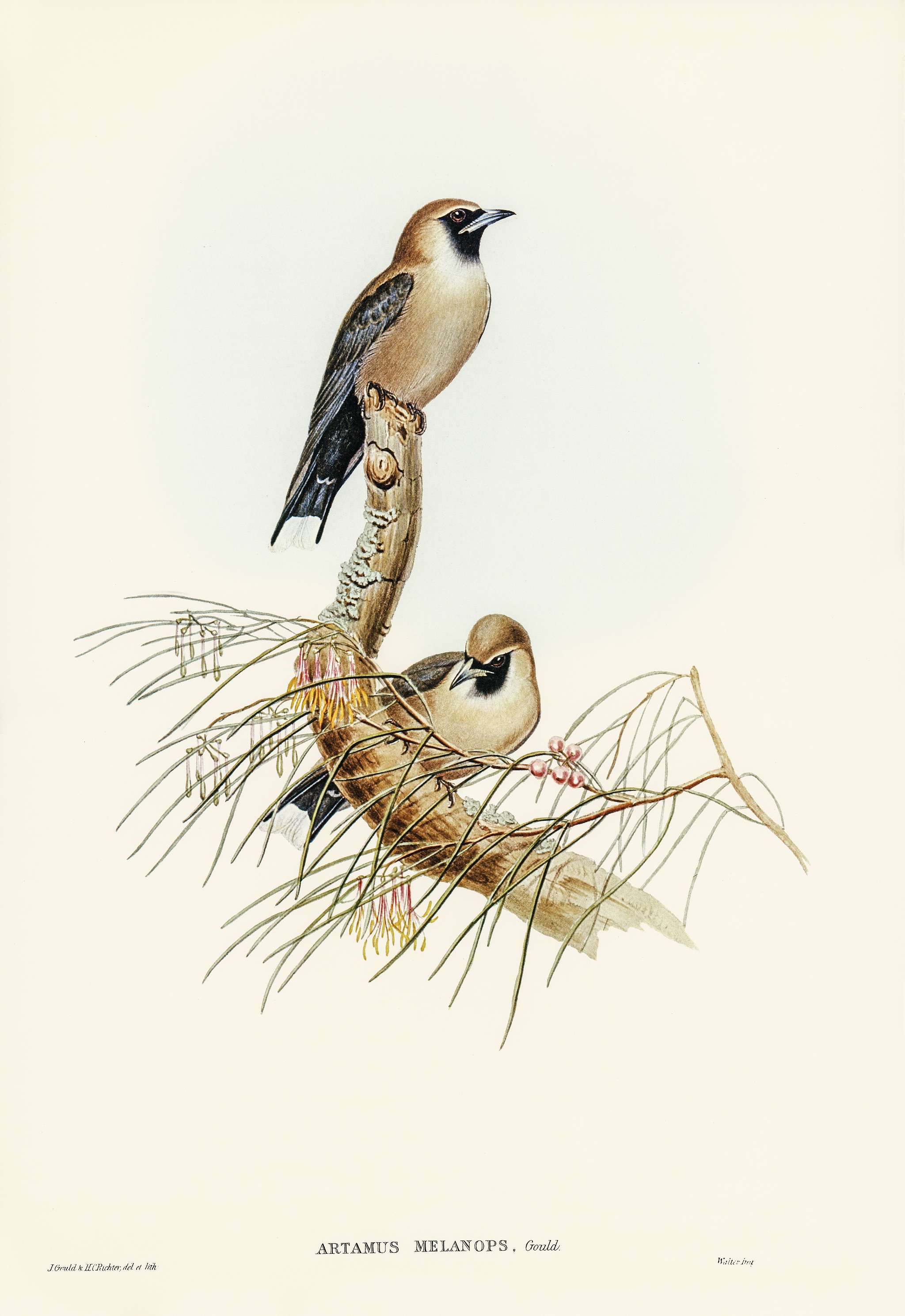 Black-faced Wood-Swallow (Artamus melanops) illustrated by Elizabeth Gould (1804–1841) for John Gould’s (1804-... Black-faced Wood-Swallow (Artamus melanops) illustrated by Elizabeth Gould (1804–1841) for John Gould’s (1804-...