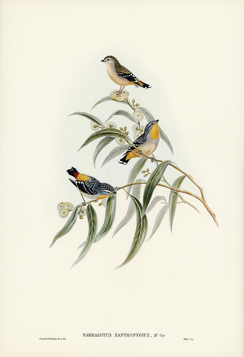 Yellow-rumped Pardalote (Pardalotus xanthopygius) illustrated by Elizabeth Gould (1804–1841) for John Gould’s (1804-1881) Birds of Australia (1972 Edition, 8 volumes). Digitally enhanced from our own facsimile book (1972 Edition, 8 volumes). Yellow-rumped Pardalote (Pardalotus xanthopygius) illustrated by Elizabeth Gould (1804–1841) for John Gould’s…