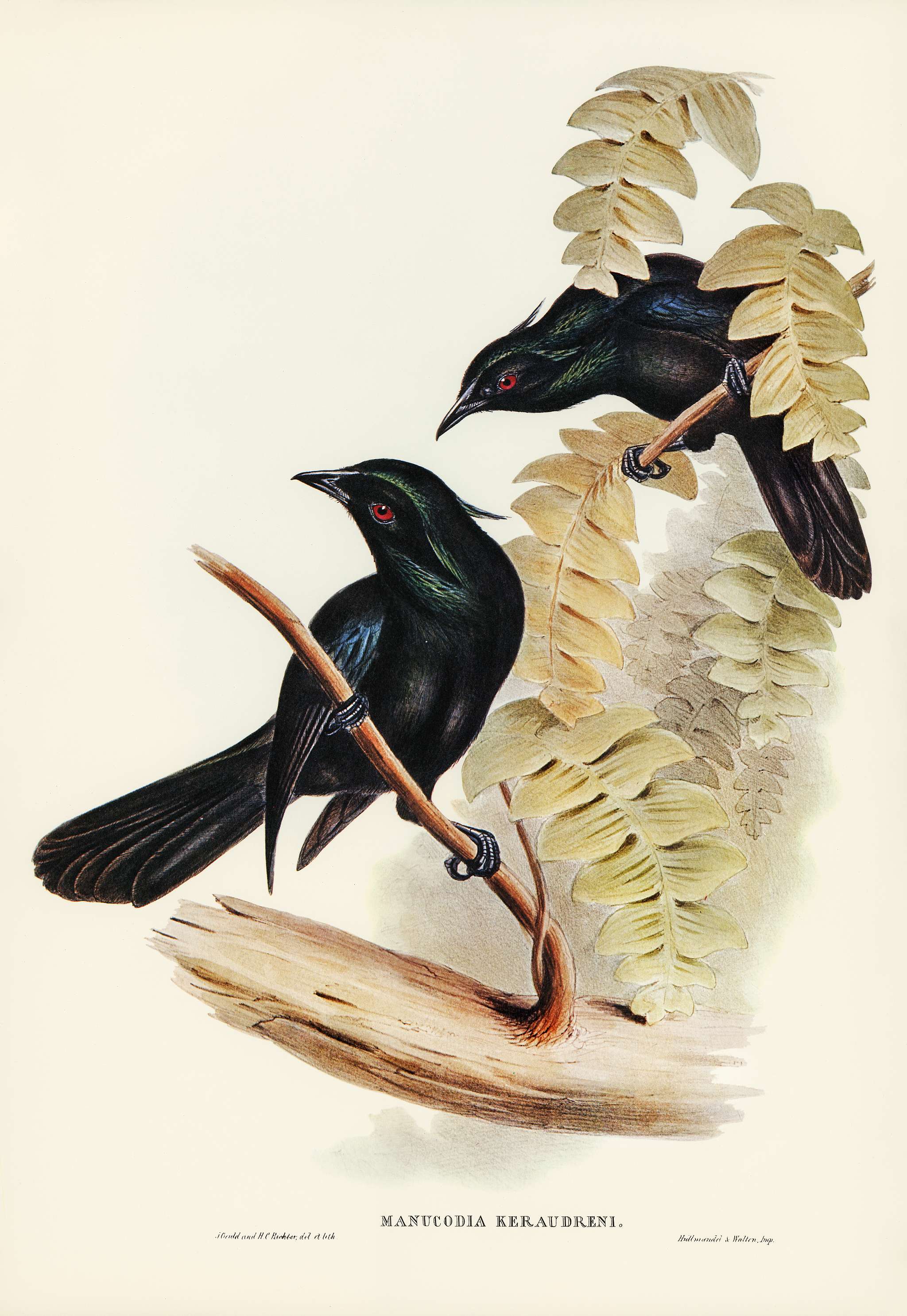 Keraudren's Crow-Shrike (Manucodia Keraudreni) illustrated by Elizabeth Gould (1804–1841) for John Gould’s (... Keraudren's Crow-Shrike (Manucodia Keraudreni) illustrated by Elizabeth Gould (1804–1841) for John Gould’s (...