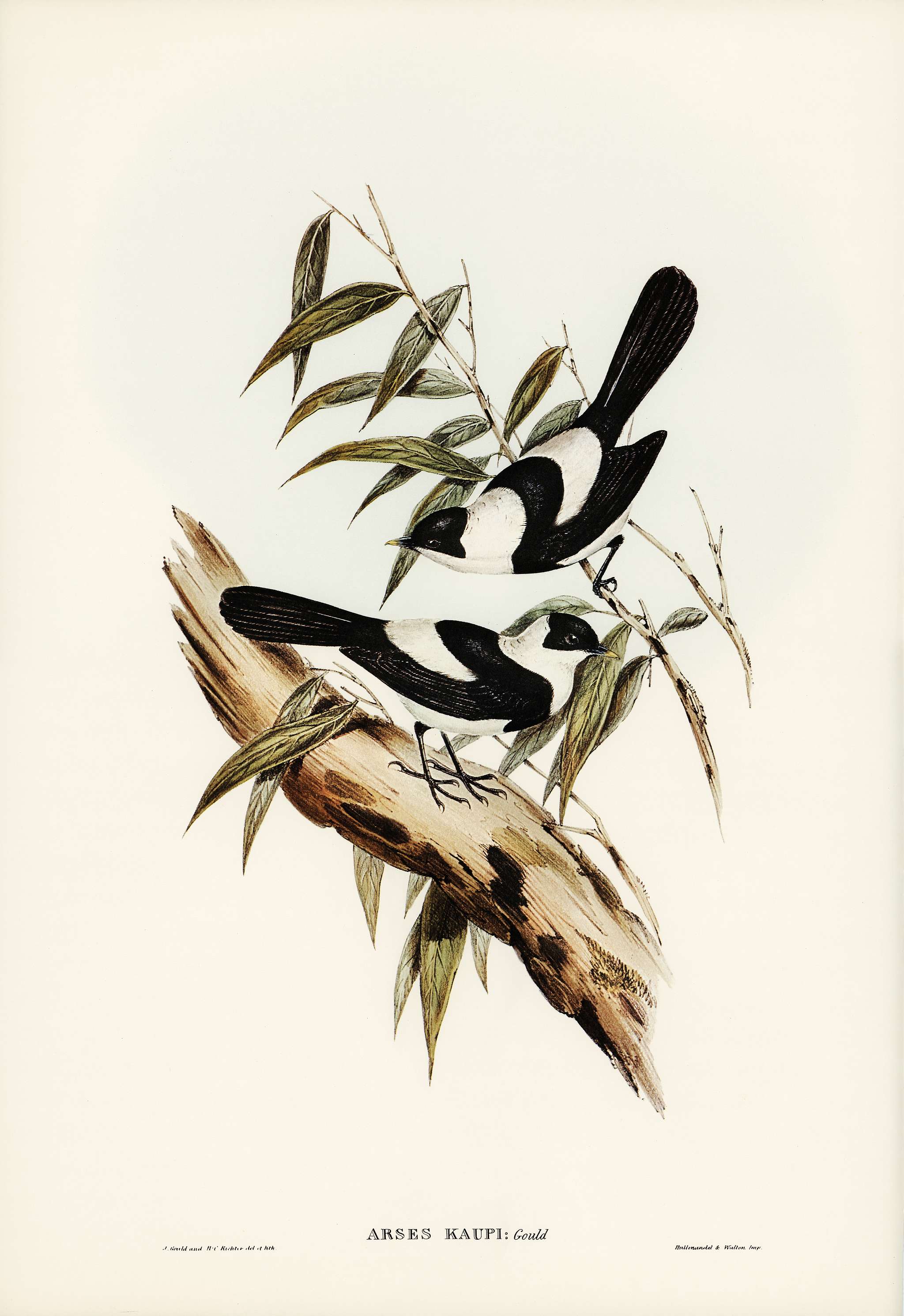 Kaup's Flycatcher (Arses Kaupi) illustrated by Elizabeth Gould (1804–1841) for John Gould’s (1804-1881)... Kaup's Flycatcher (Arses Kaupi) illustrated by Elizabeth Gould (1804–1841) for John Gould’s (1804-1881)...