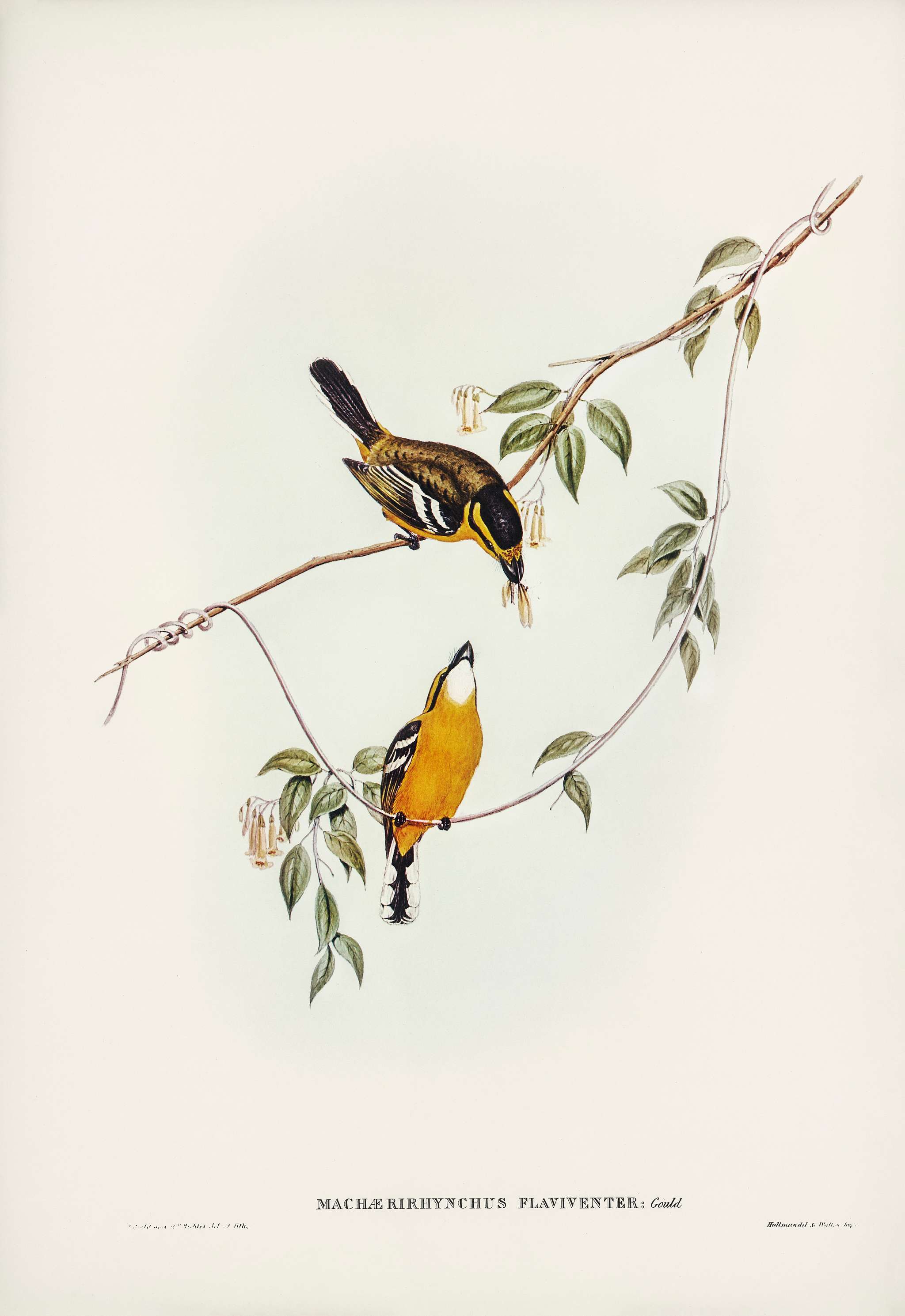 Yellow-breasted Flycatcher (Machaerirhynchus flaviventer) illustrated by Elizabeth Gould (1804–1841) for John Gould... Yellow-breasted Flycatcher (Machaerirhynchus flaviventer) illustrated by Elizabeth Gould (1804–1841) for John Gould...