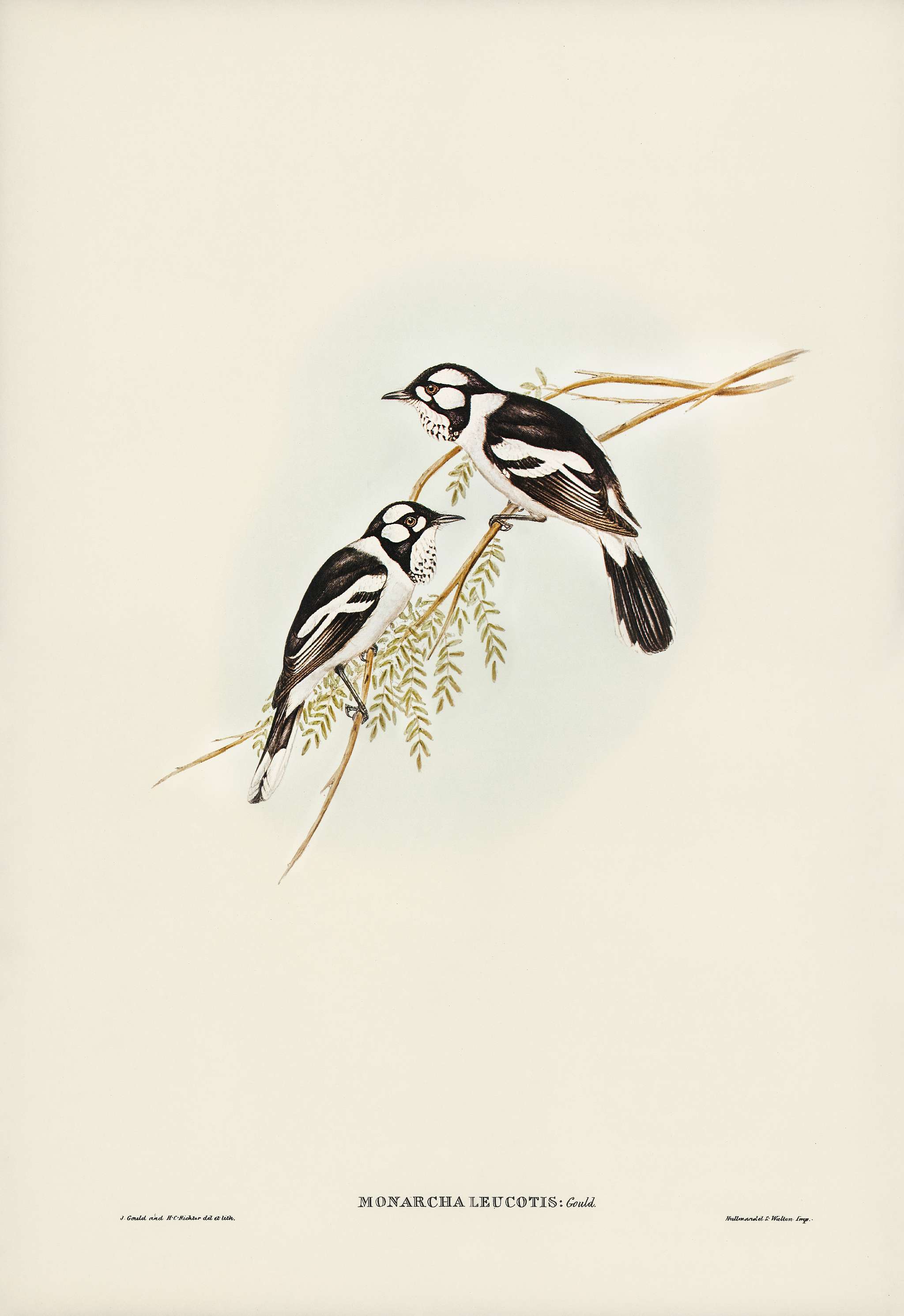 White-eared Flycatcher (Monarcha leucotis) illustrated by Elizabeth Gould (1804–1841) for John Gould’s (1804-... White-eared Flycatcher (Monarcha leucotis) illustrated by Elizabeth Gould (1804–1841) for John Gould’s (1804-...