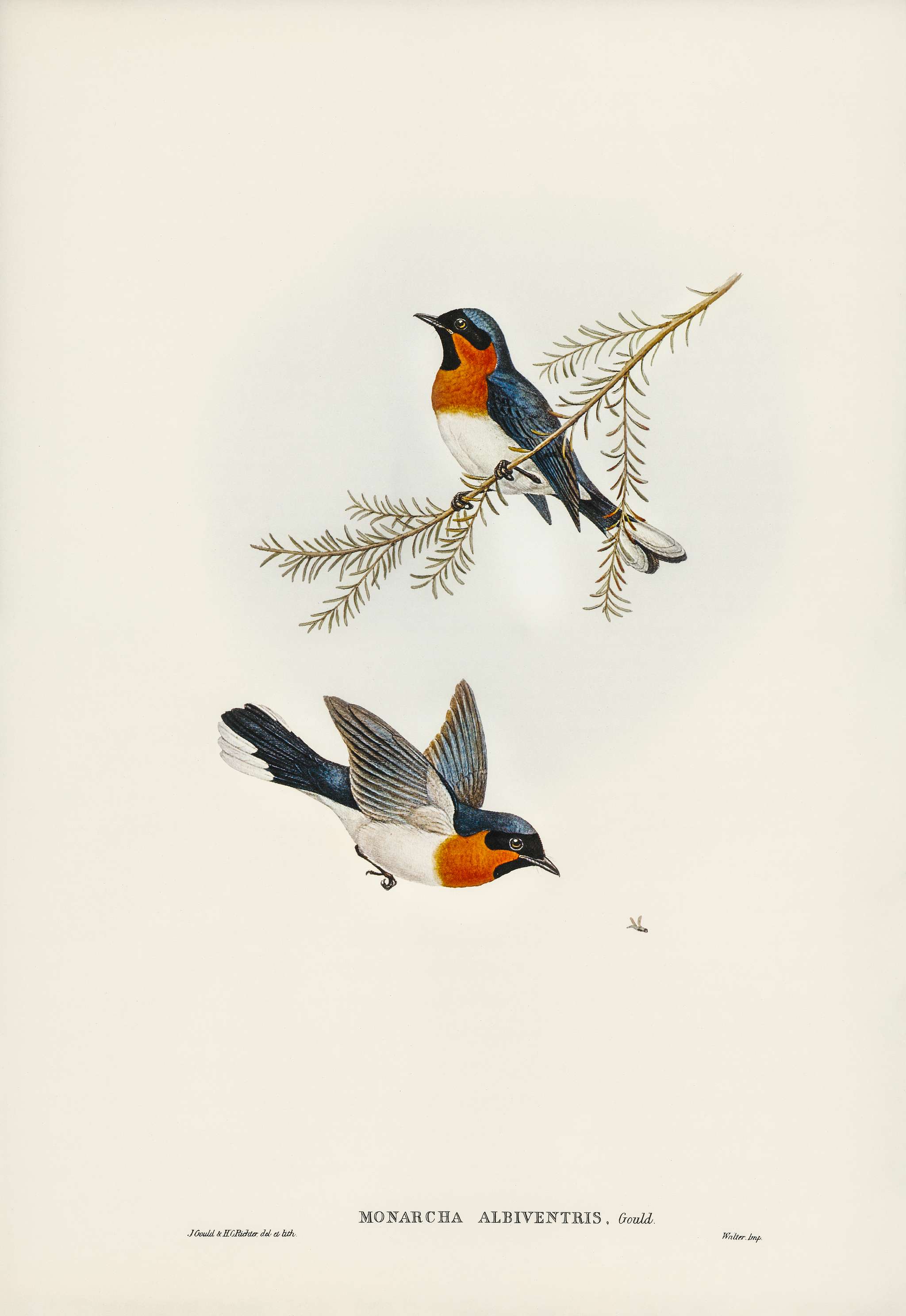 White-bellied Flycatcher (Monarcha albiventris) illustrated by Elizabeth Gould (1804–1841) for John Gould’s (... White-bellied Flycatcher (Monarcha albiventris) illustrated by Elizabeth Gould (1804–1841) for John Gould’s (...